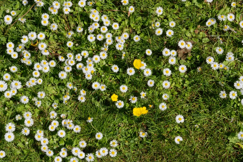Daisies and buttercups growing on a lawn, seen from above