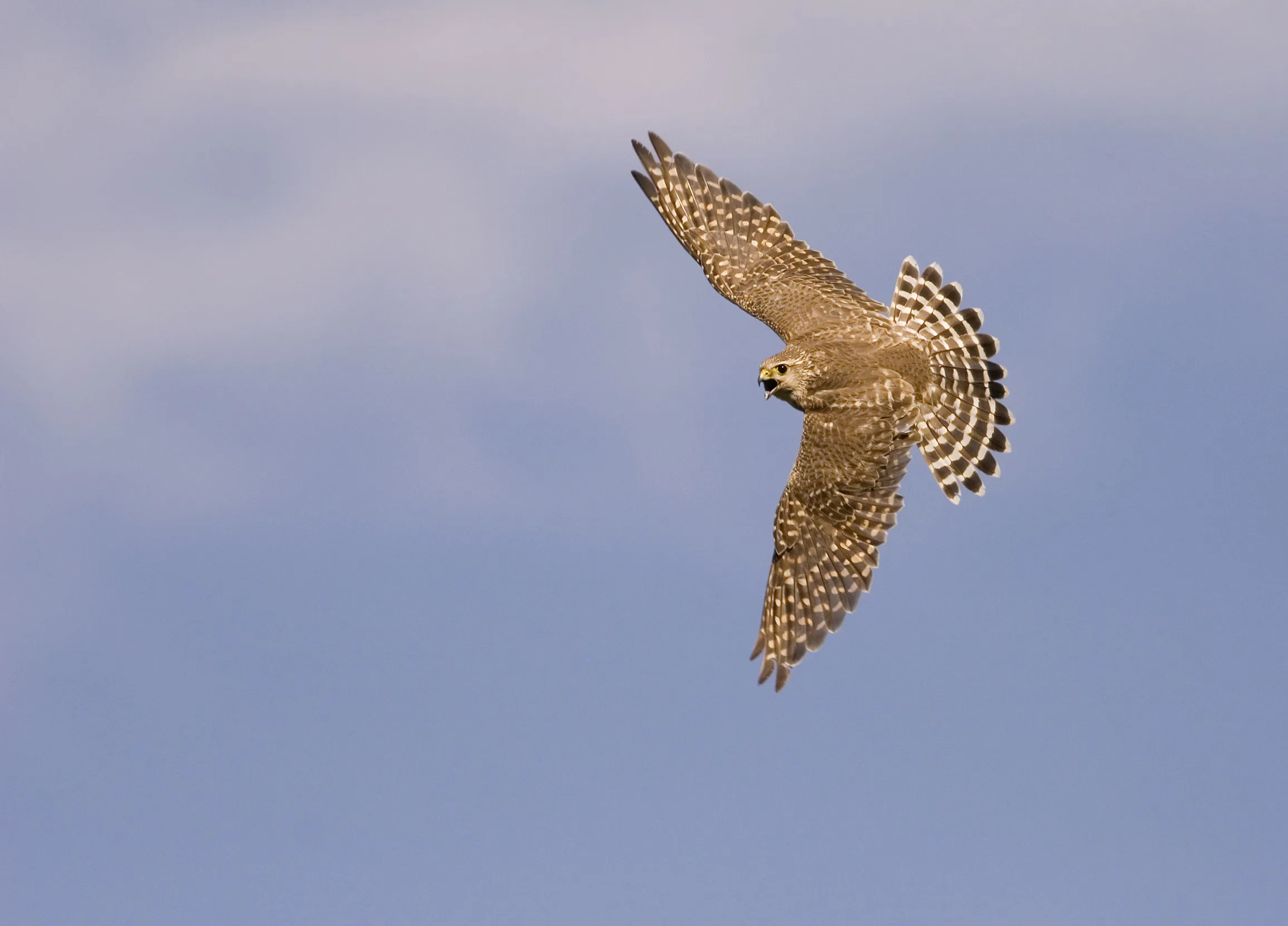 A juvenile female Merlin soring in the sky above, wings splayed.