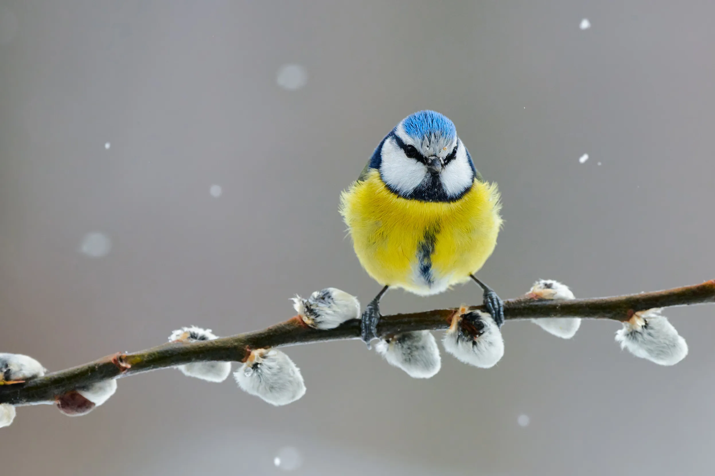 A lone Blue Tit perched on a branch as snow falls.