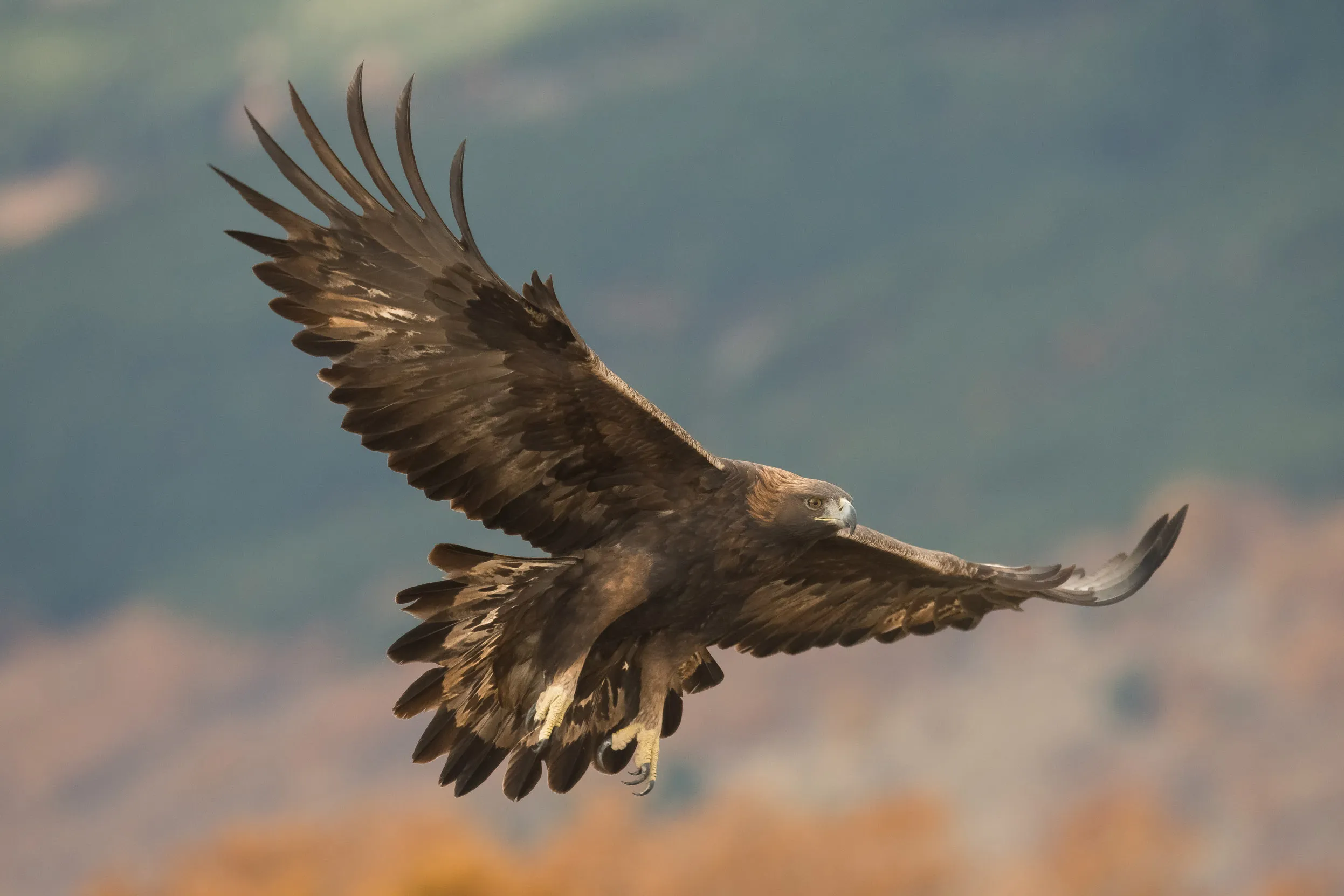 A Golden Eagle flying against a background of mountains.