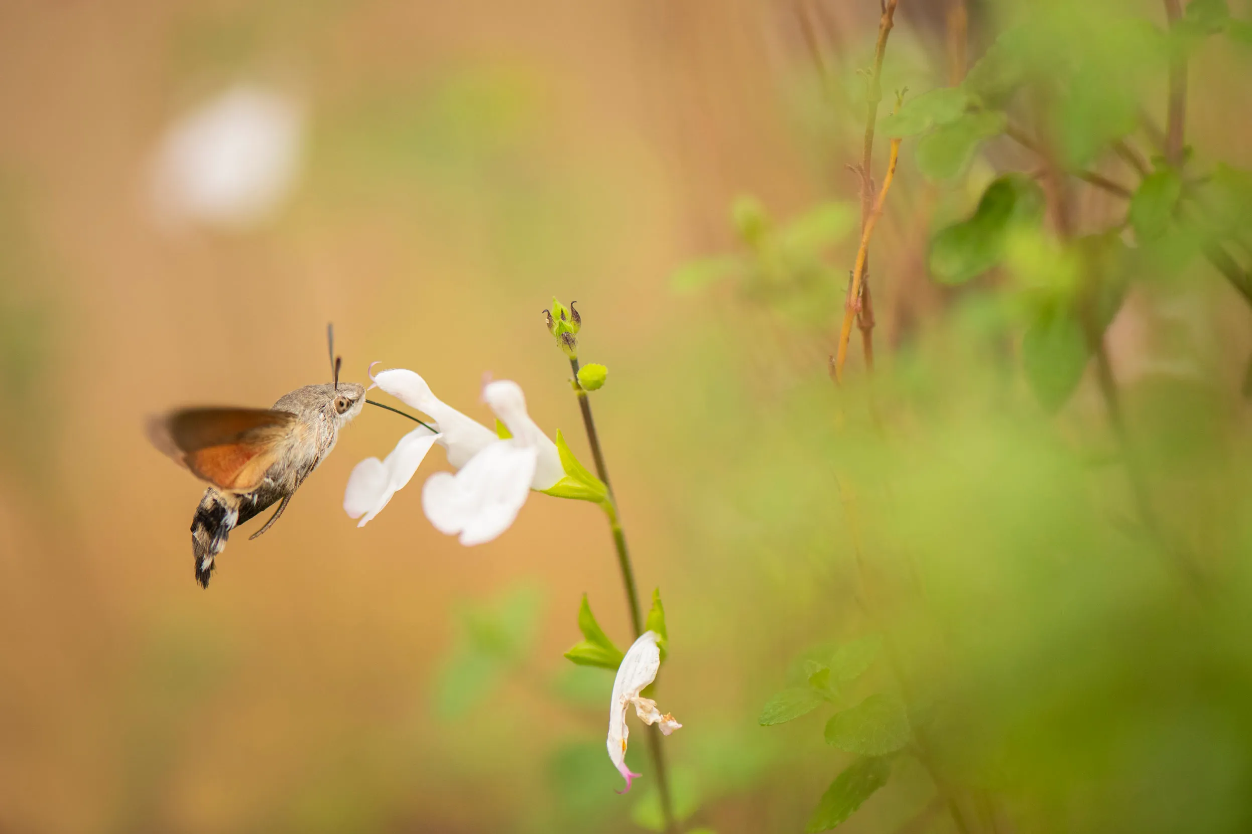 A Hummingbird Hawkmoth on a white flower.