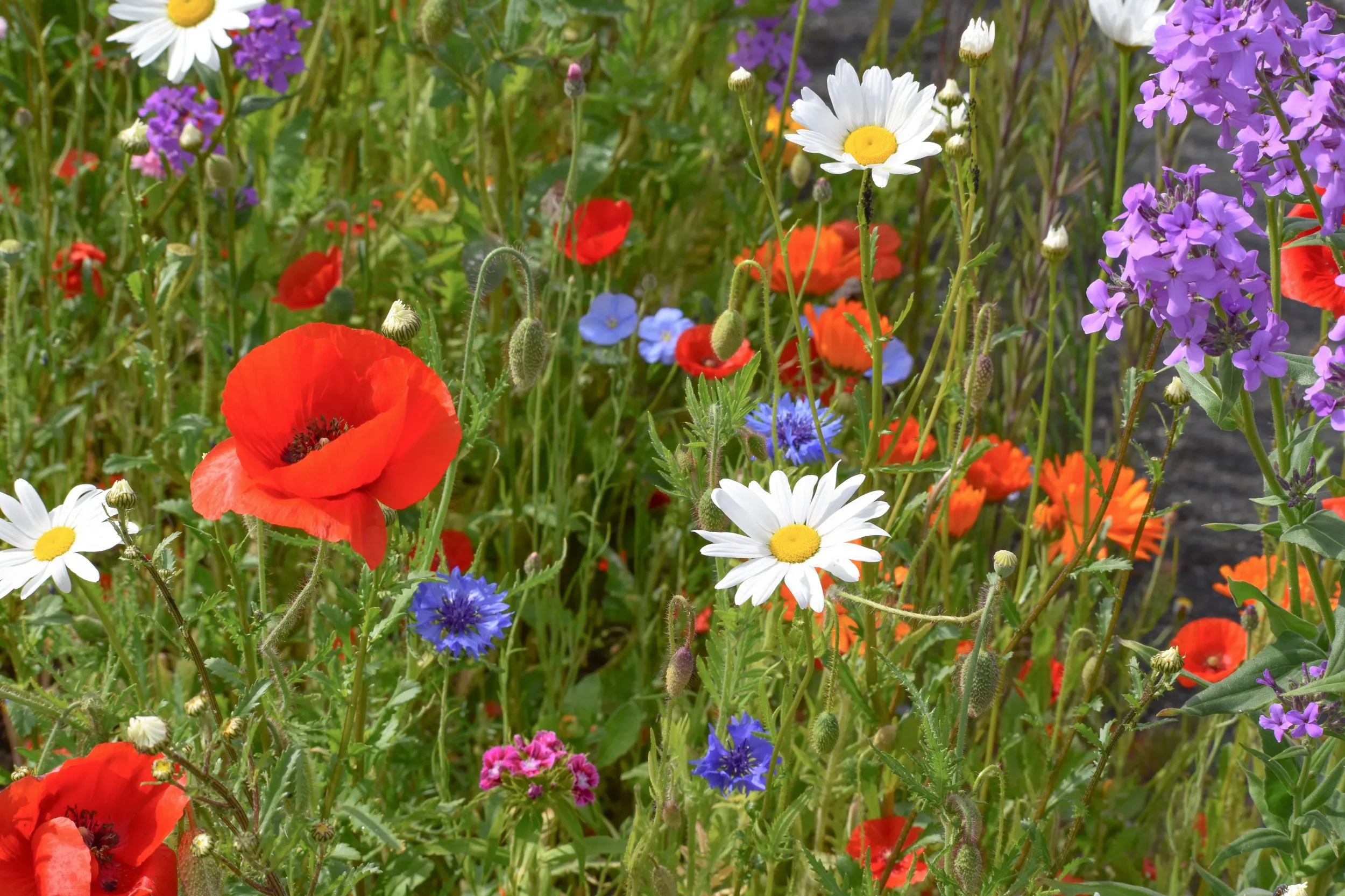 A patch of grass with blooming red poppies, daisies, cornflowers and more.