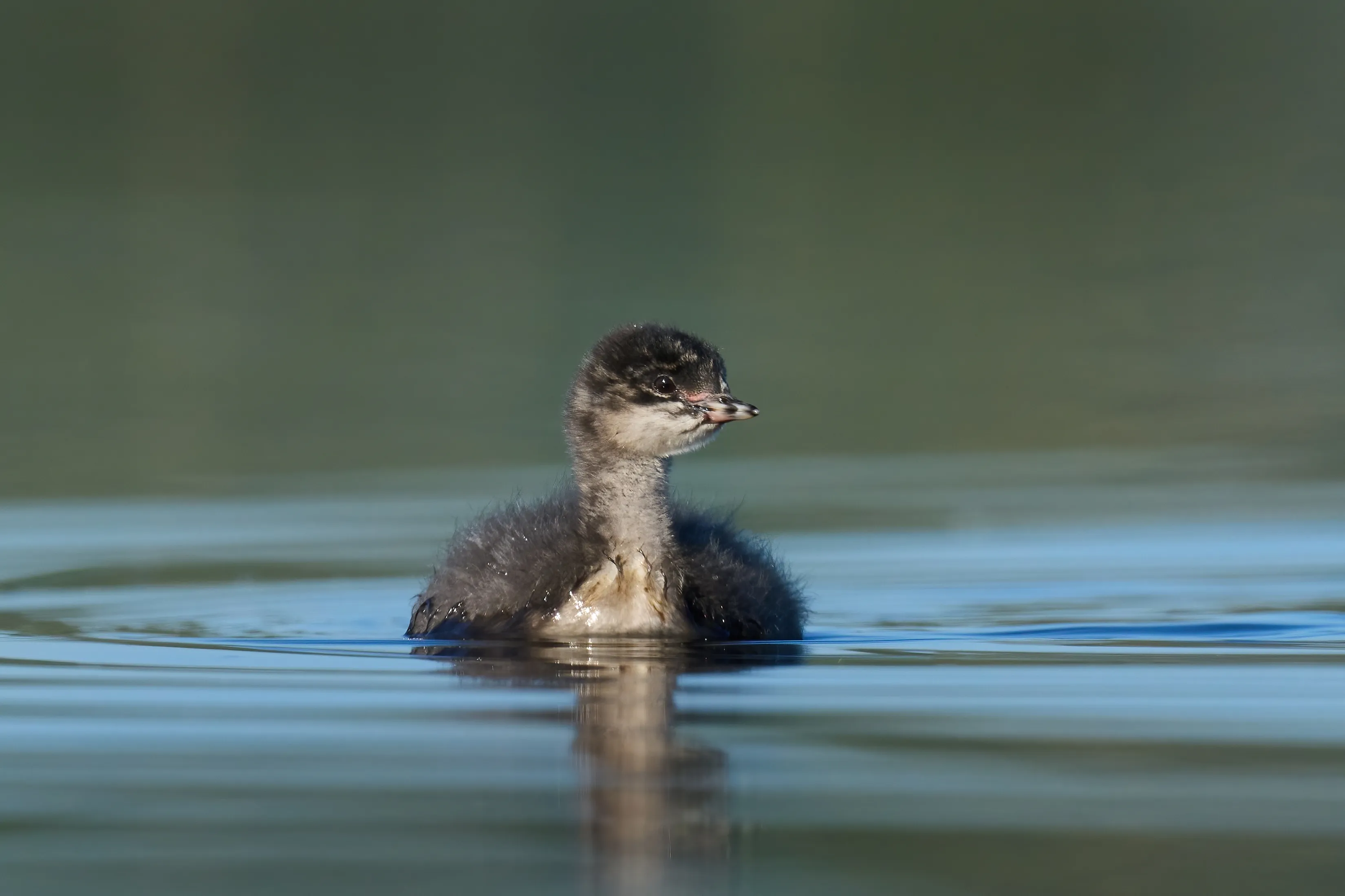 Black-necked Grebe chick swimming in water.