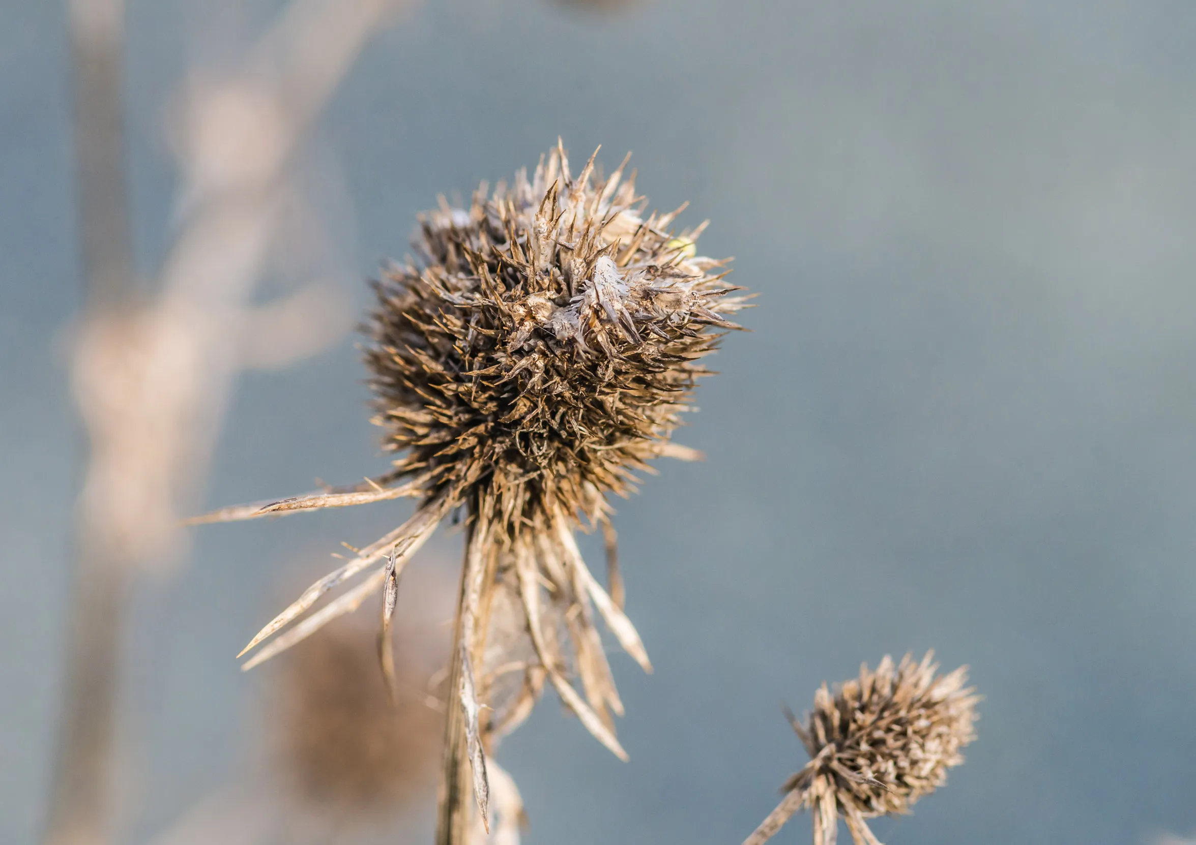 The dried seedhead of a Sea-holly flower.