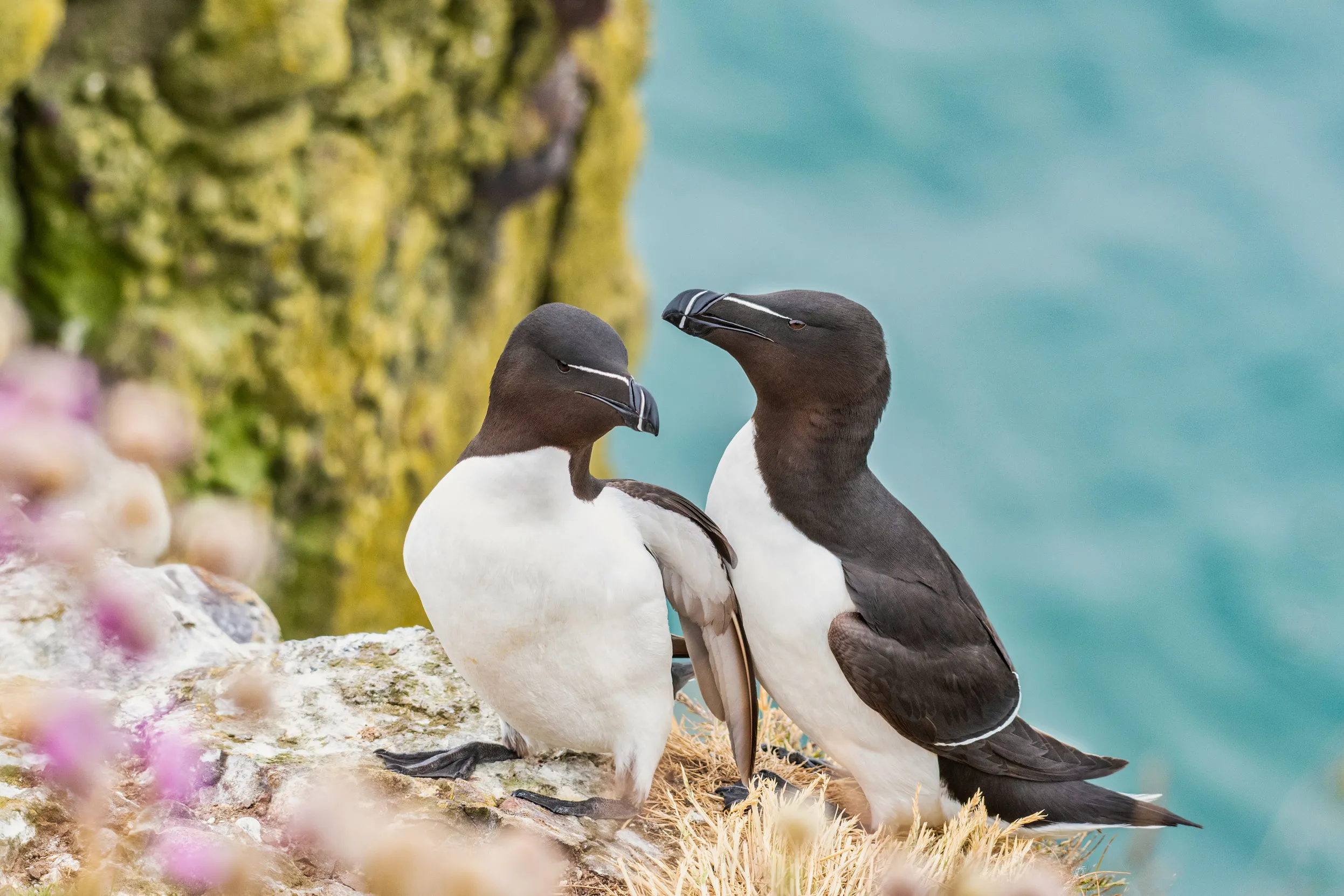A pair of Razorbills, sat on a rocky cliff face, with bright blue water in the background and pink flowers in the foreground.