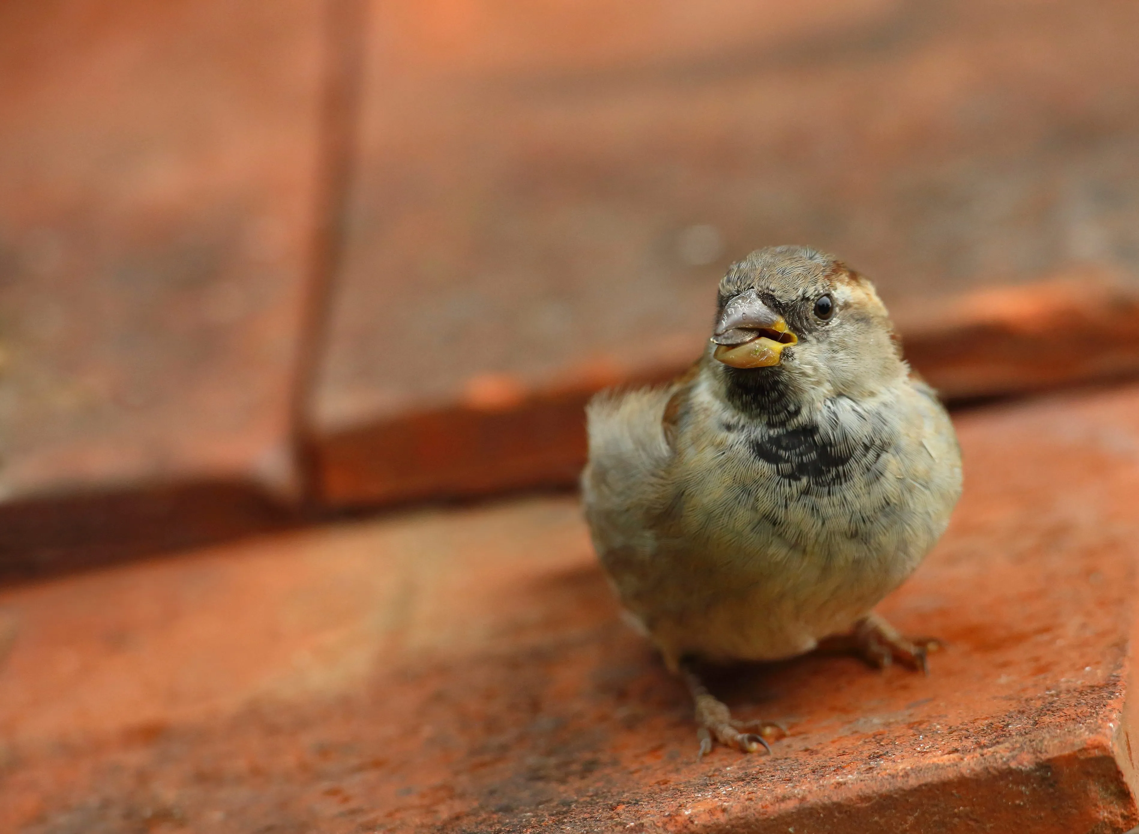House Sparrow perched on terracotta roof tiles