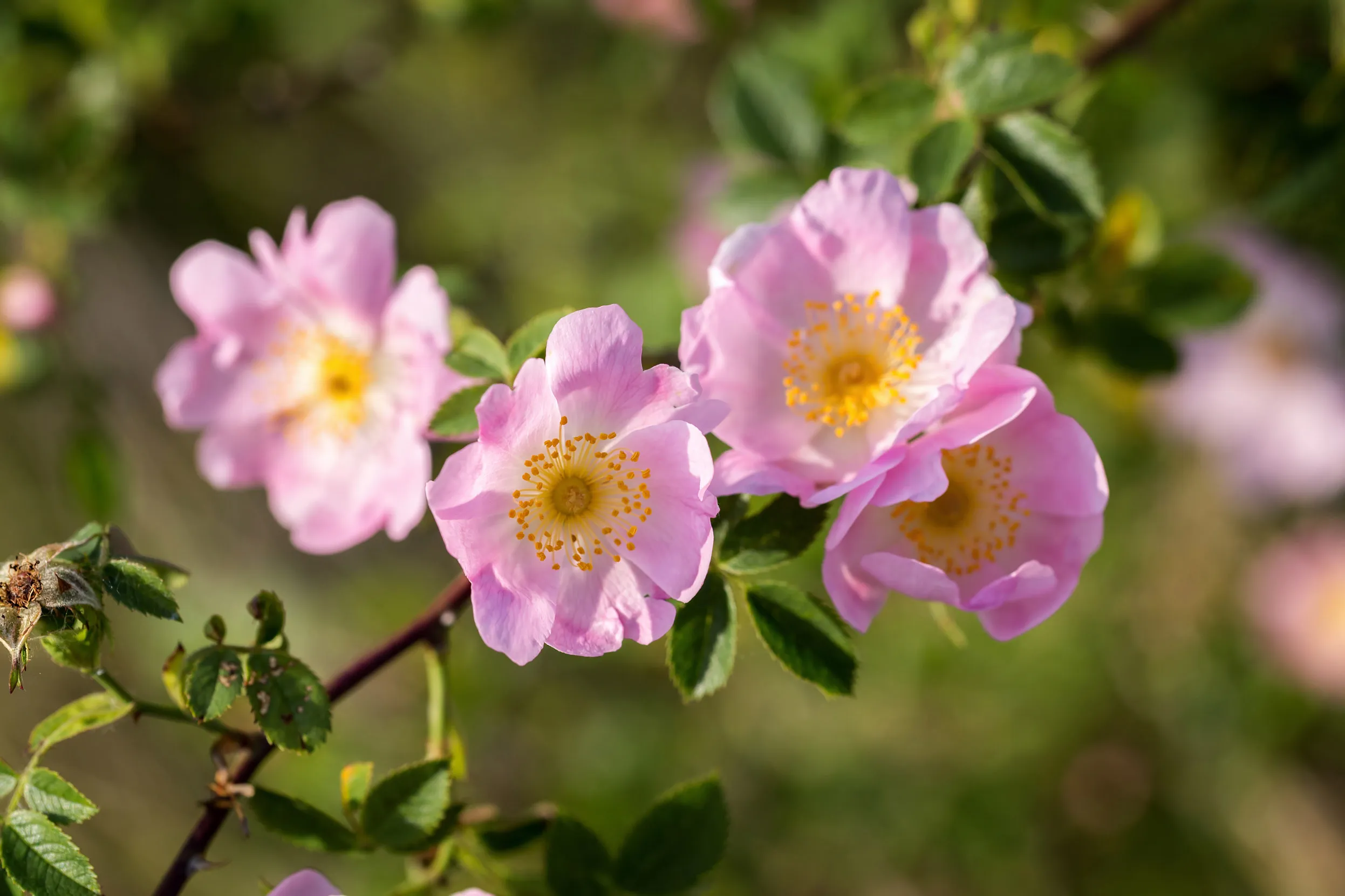 A closeup of a Wild Rose, or Dog Rose bush.