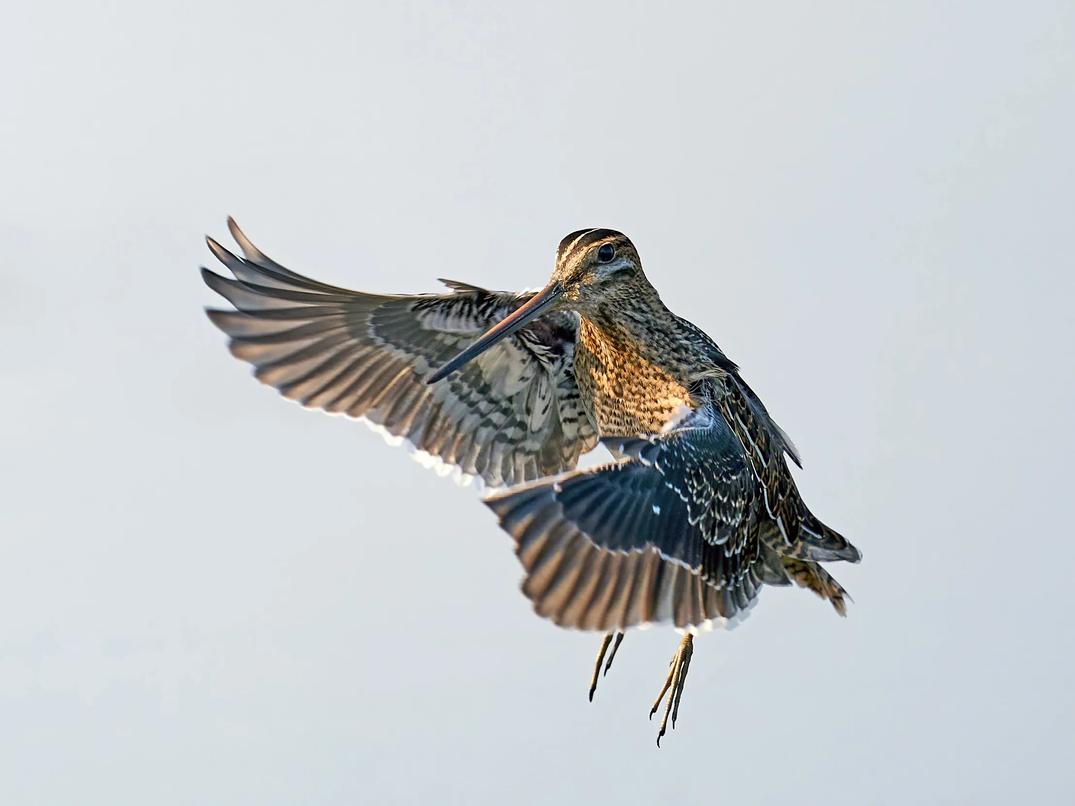 Lone Snipe, turning in the air