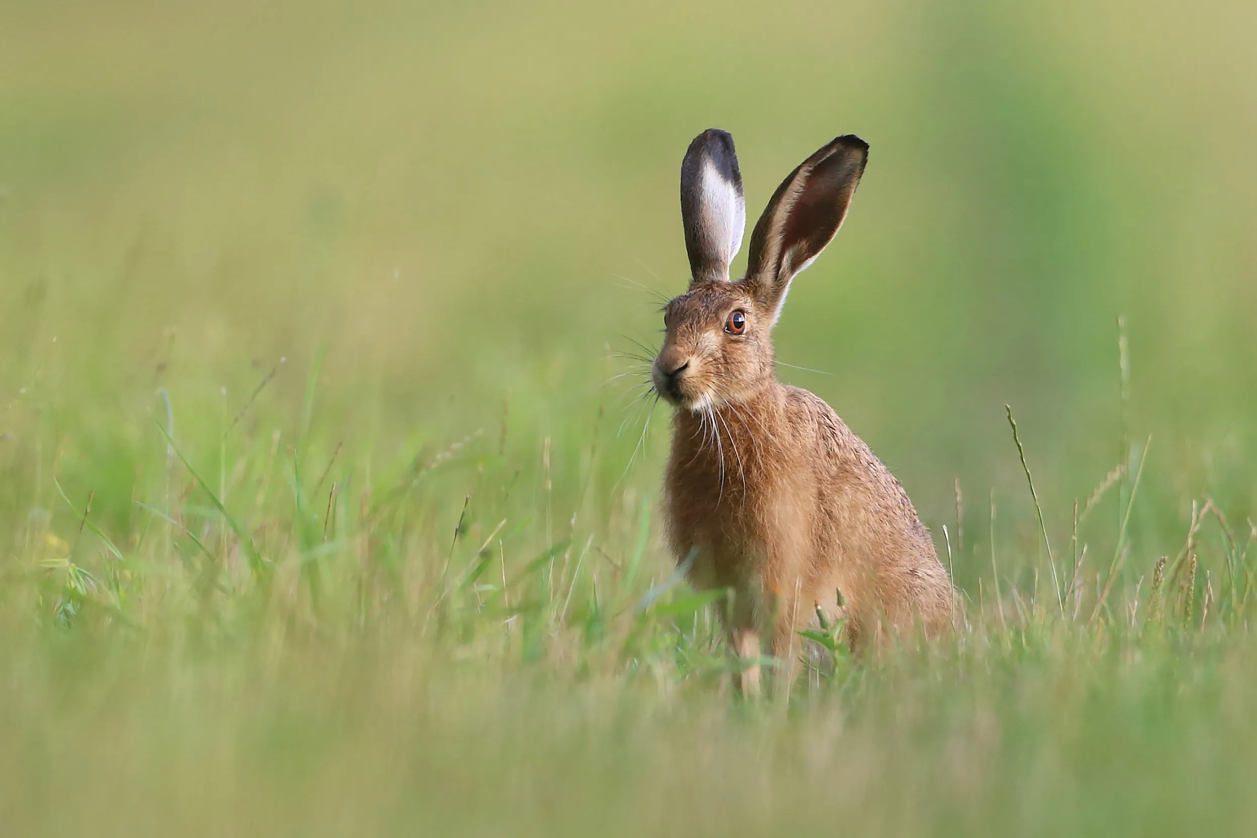 A lone Brown Hare sitting in a field of grass.
