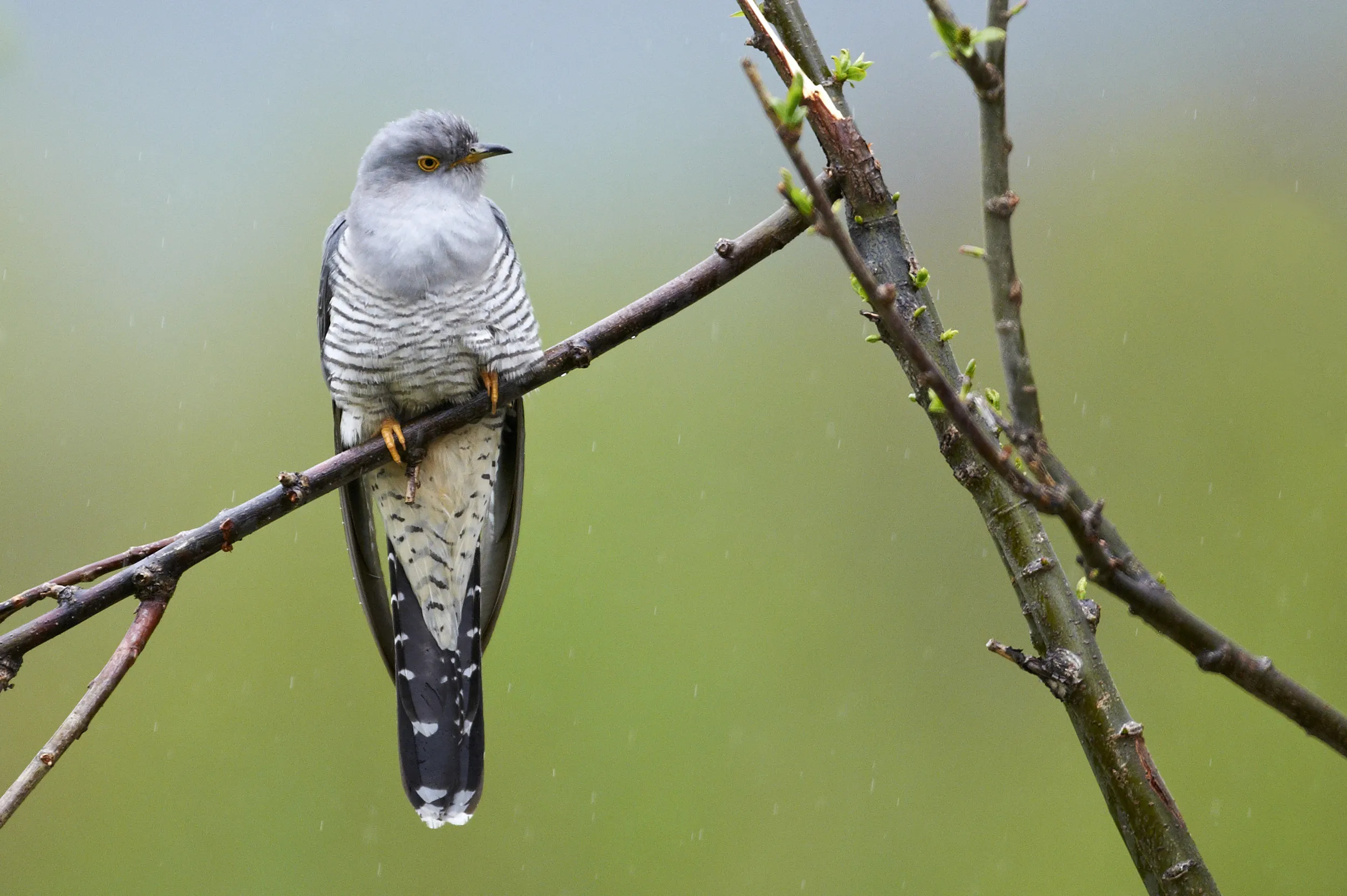 An adult Cuckoo perched amongst branches. 