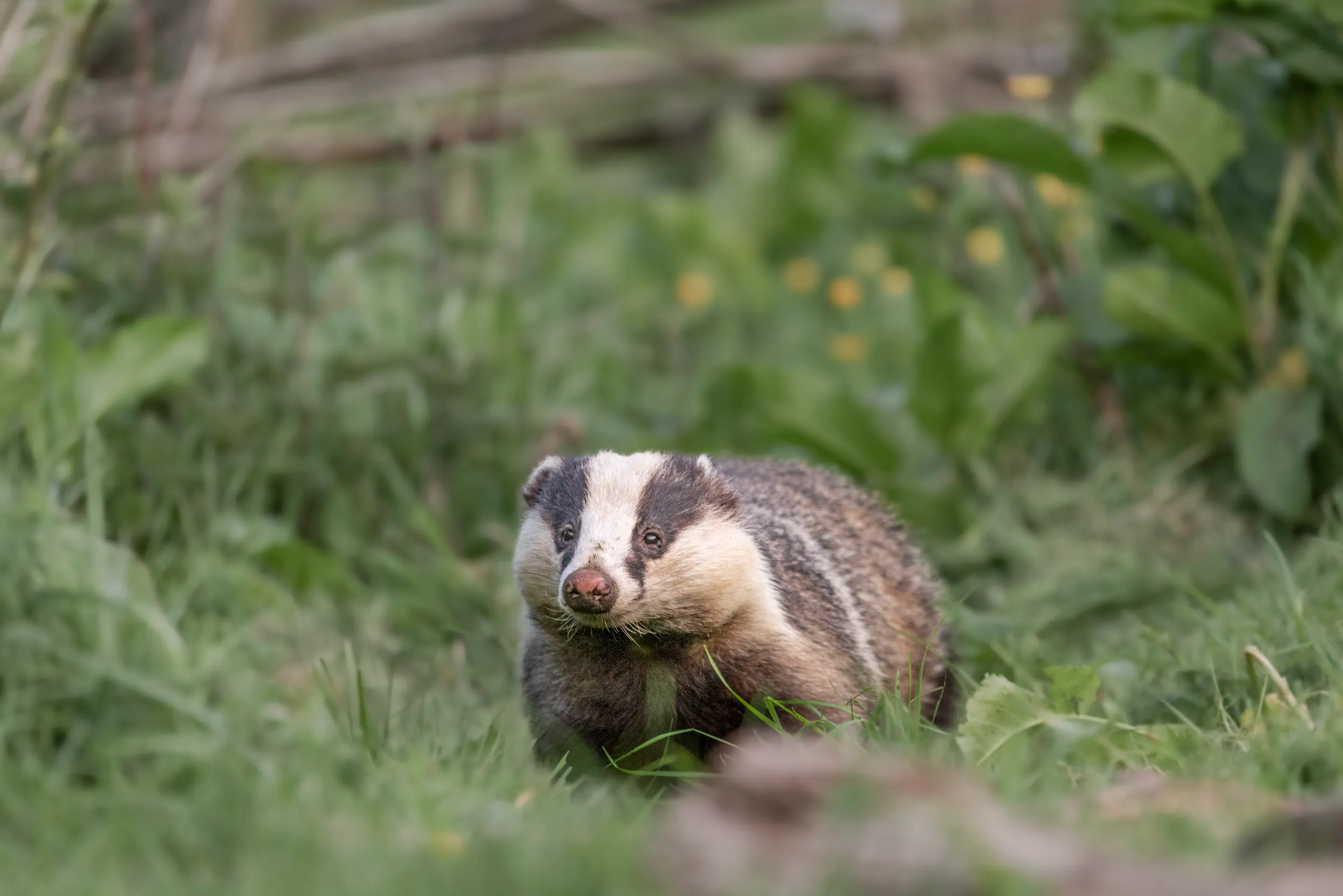 A badger stood on green grass, looking past the camera