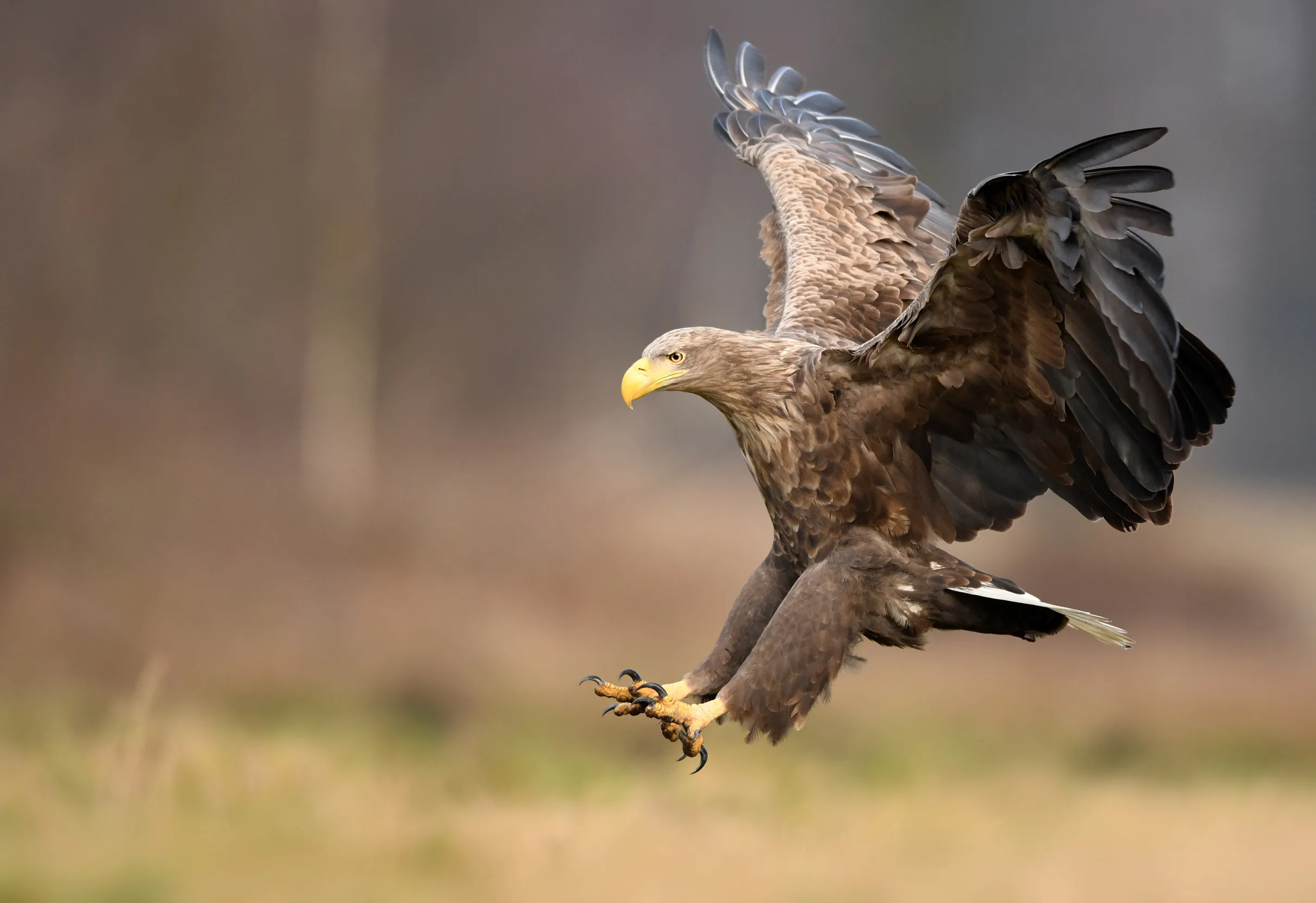 White-tailed Eagle about to land on grassland.