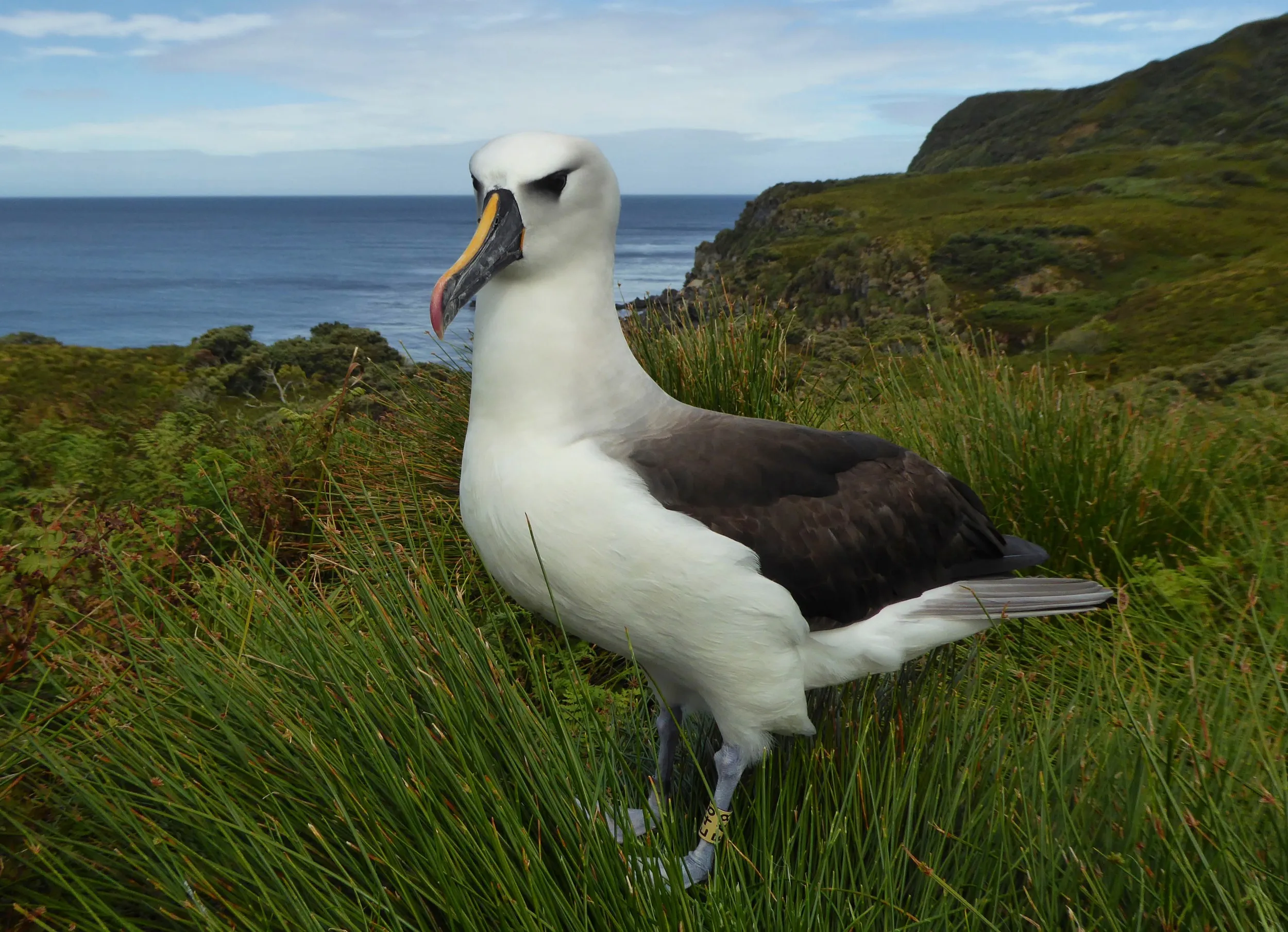 An Atlantic Yellow-nosed albatross on Gough Island.