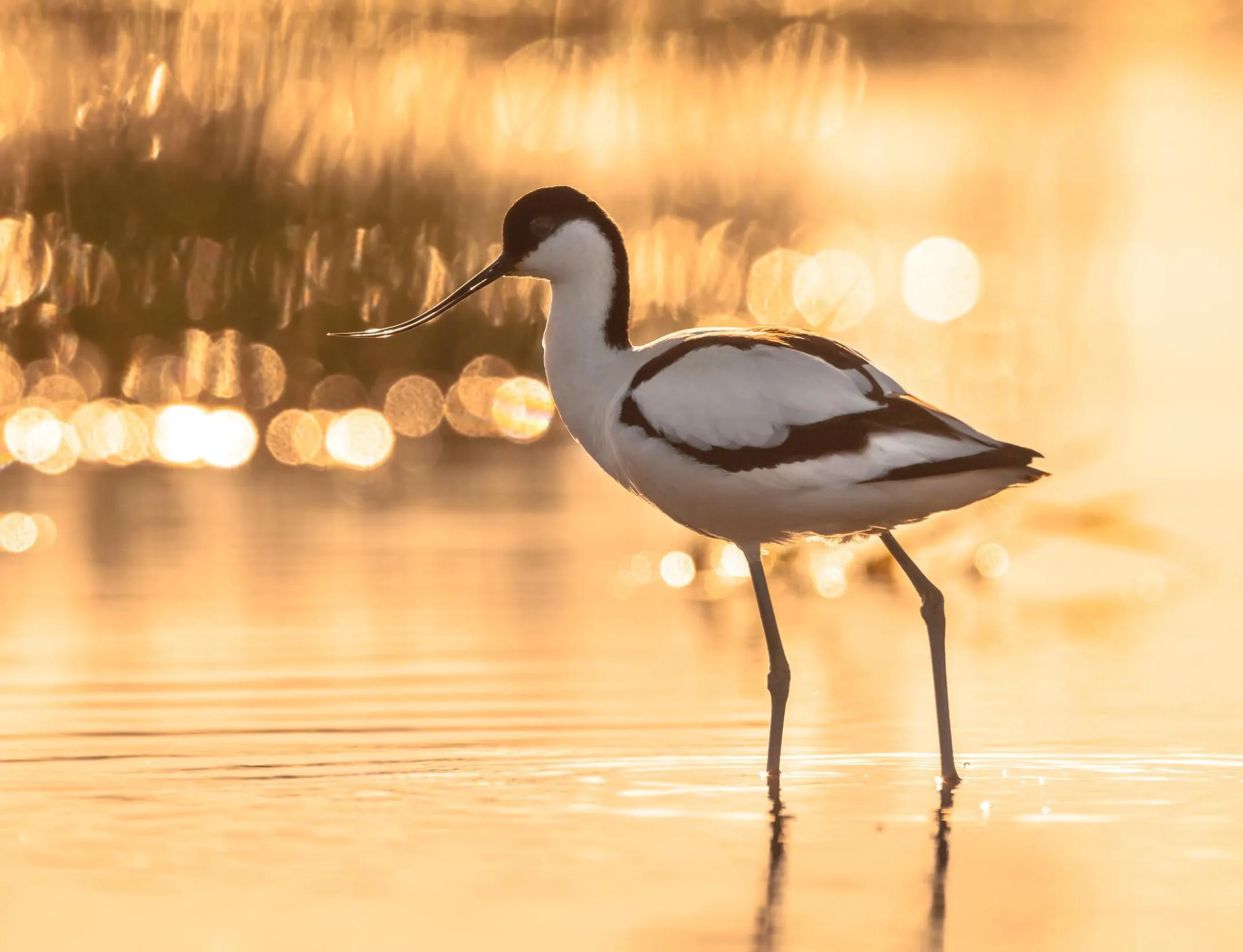 Burton Mere Wetlands Dee Estuary Nature Reserve The RSPB