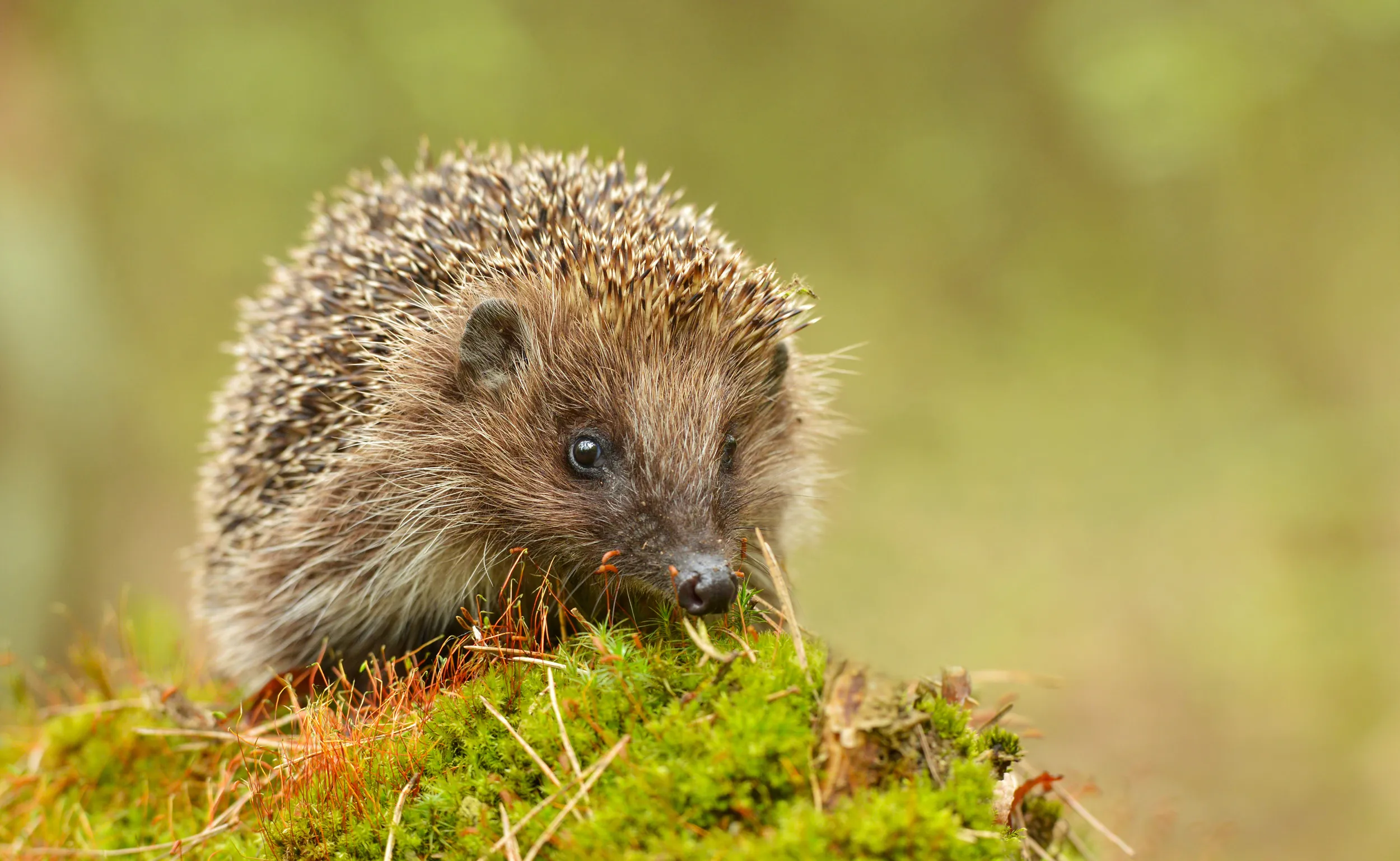A lone Hedgehog sat on top of a moss covered log.