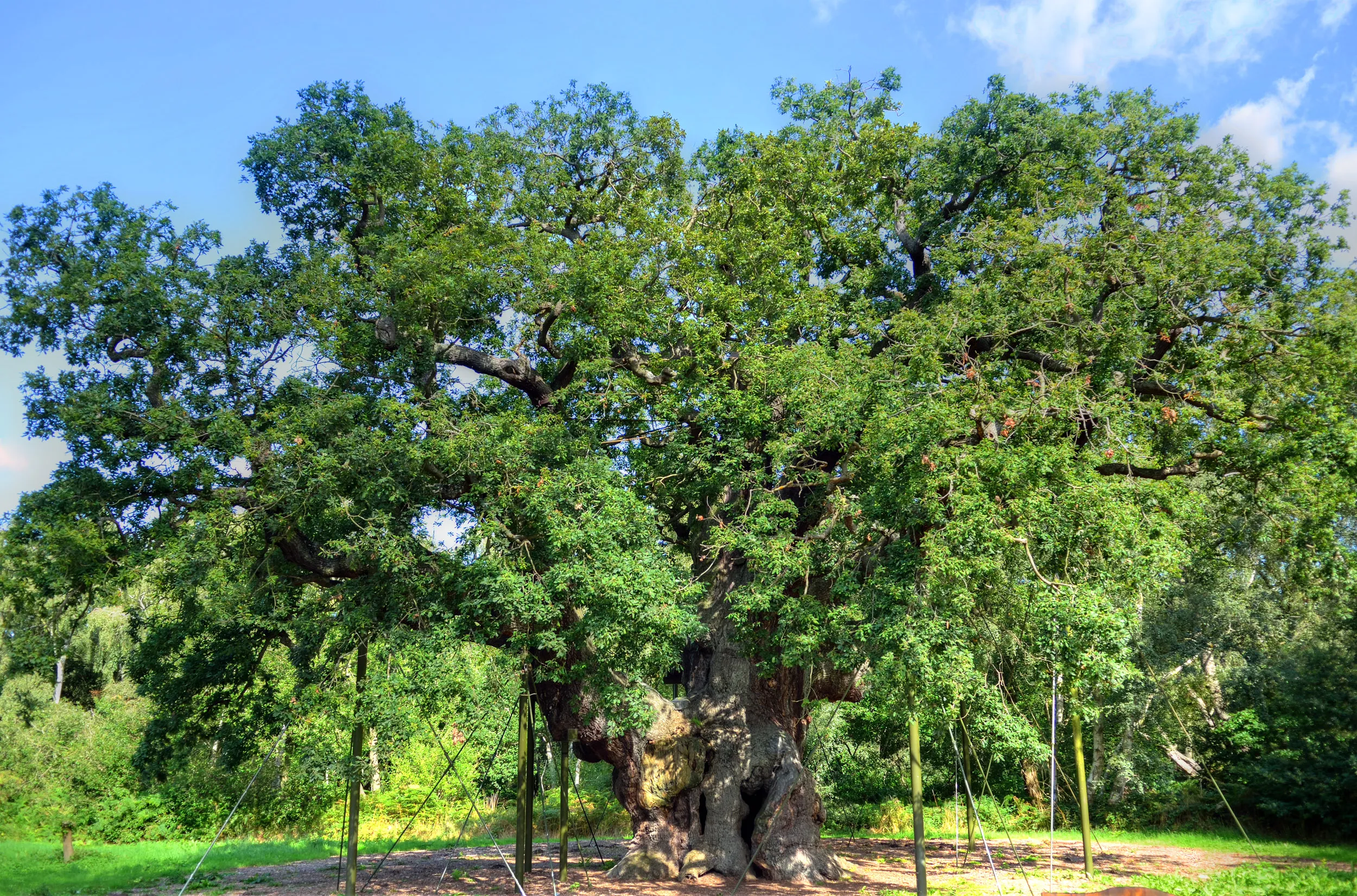 The view of the Major Oak tree at Sherwood Forest.
