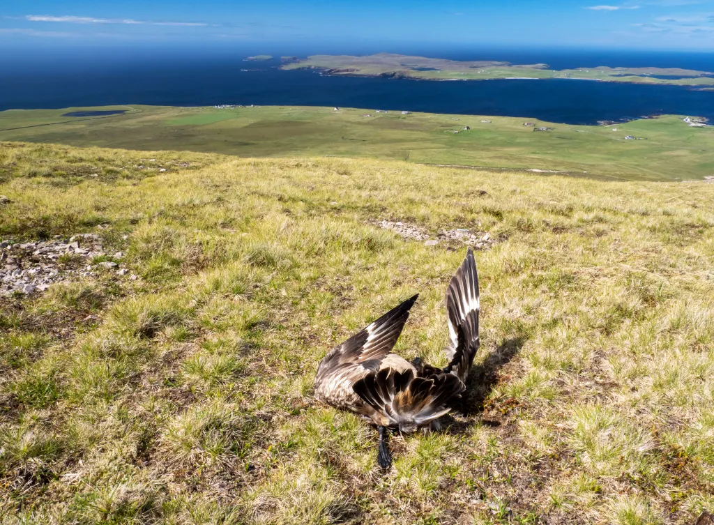 A deceased Great Skua on a coastal hillside with the sea in the background.