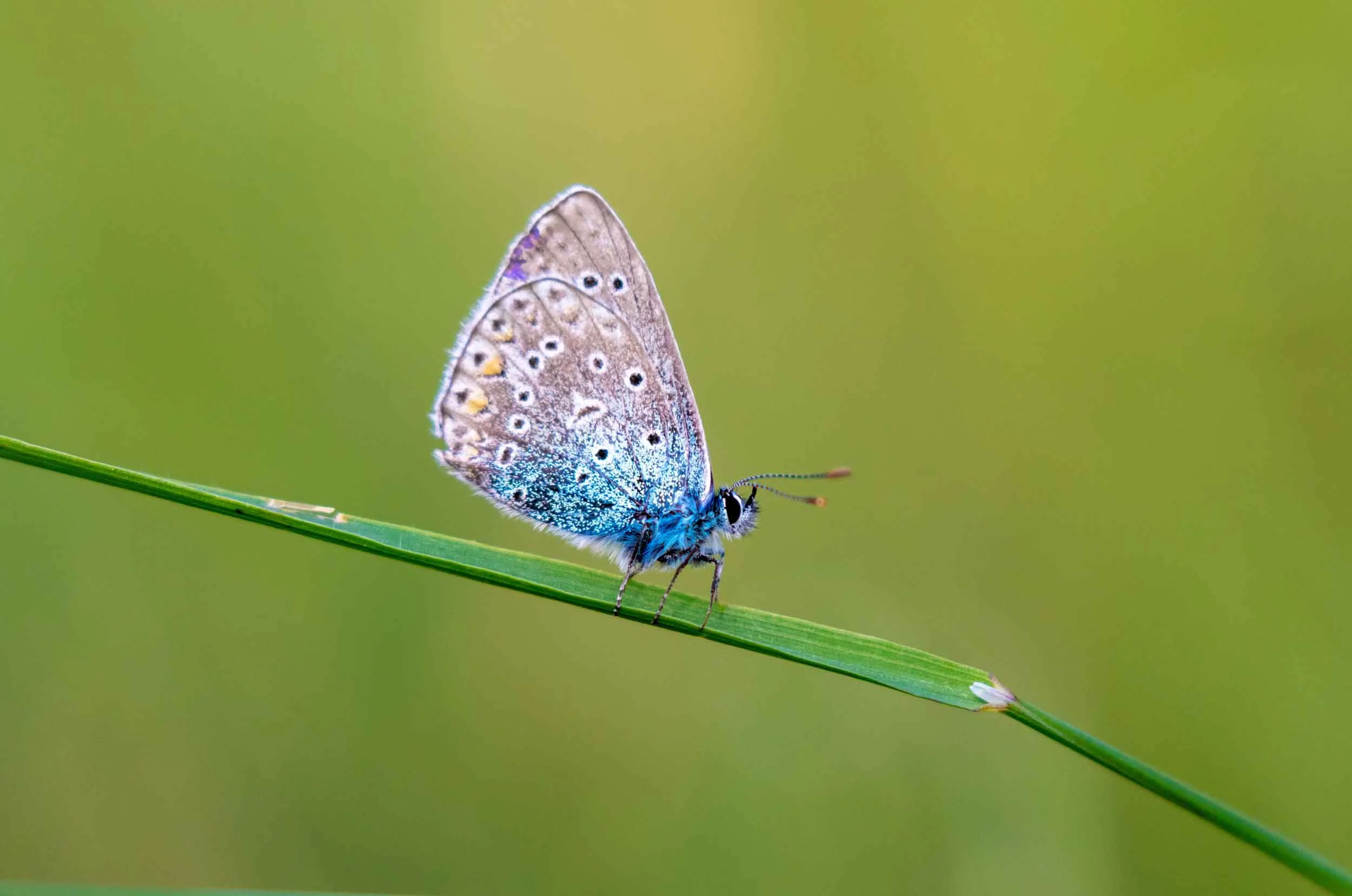 A Large Blue Butterfly perched on a singular strand grass.