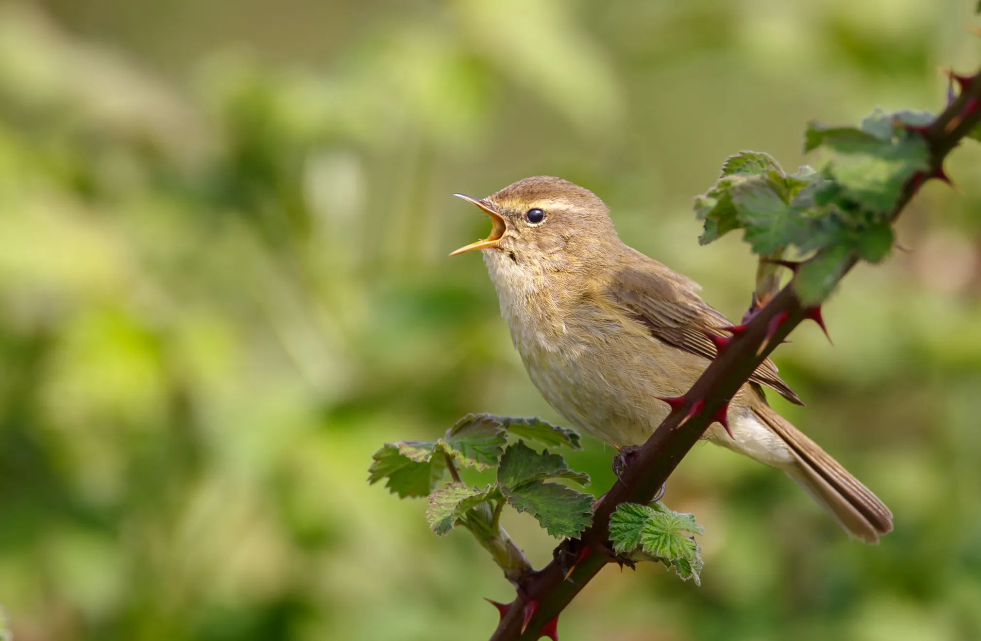 A Chiffchaff singing from a thorny stem. 