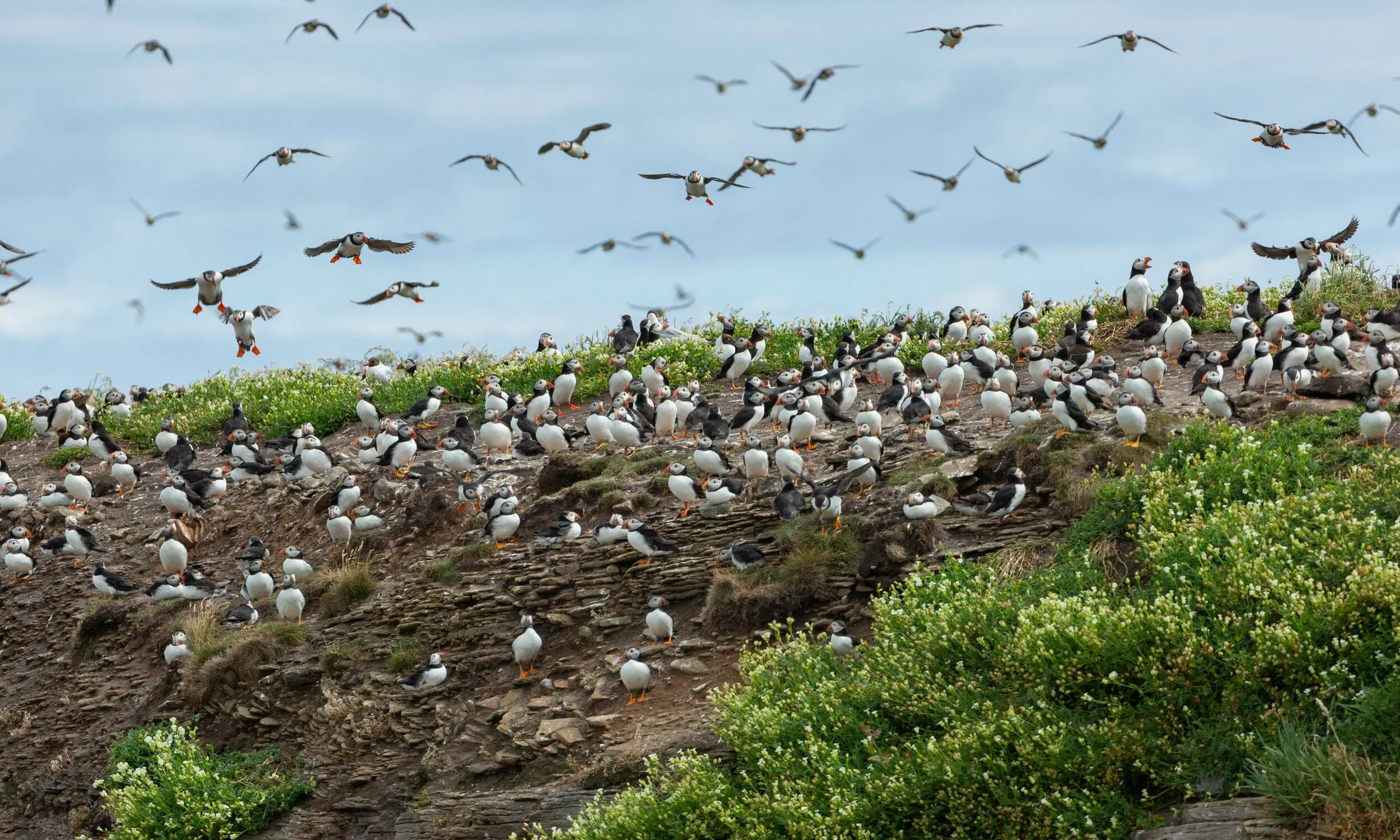 A view of puffins taking flight from a green and earthy ground, on Coquet Island.
