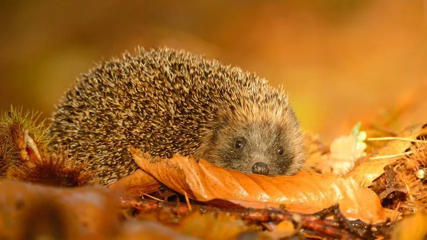 Hedgehog resting in autumn leaves and chestnuts.