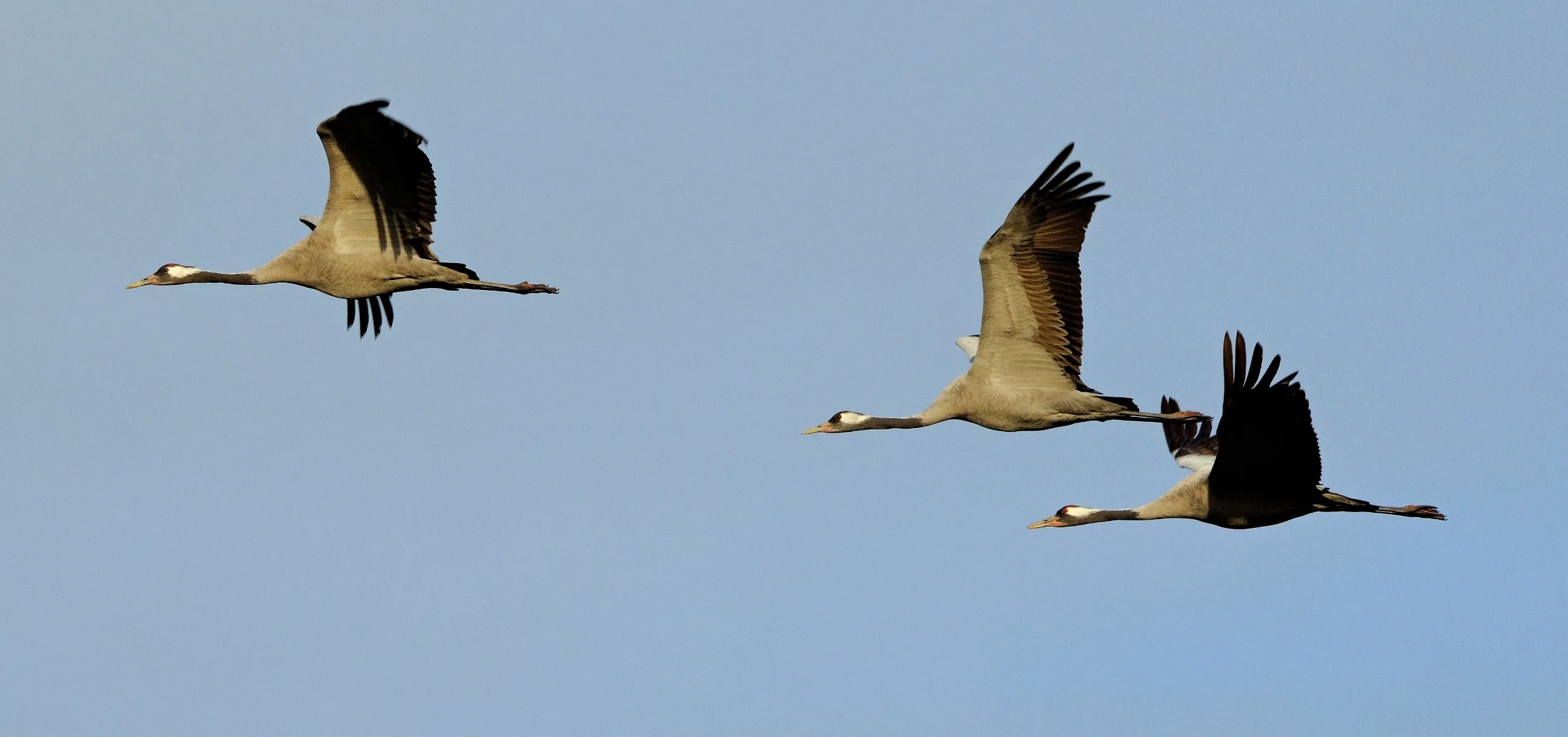 Three Crane in flight against a dusky blue sky. 