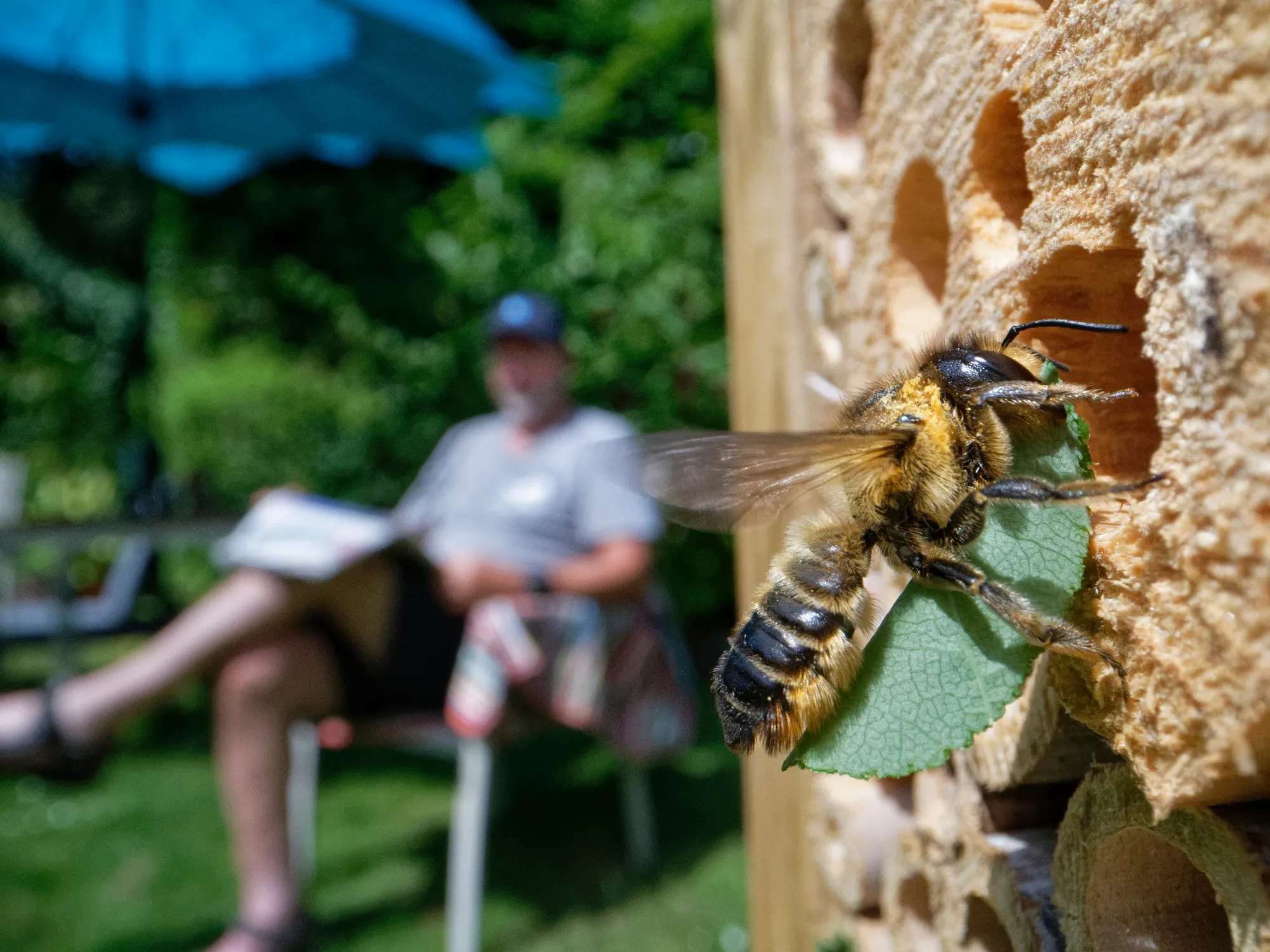A singular bee flying into a wooden bee hotel