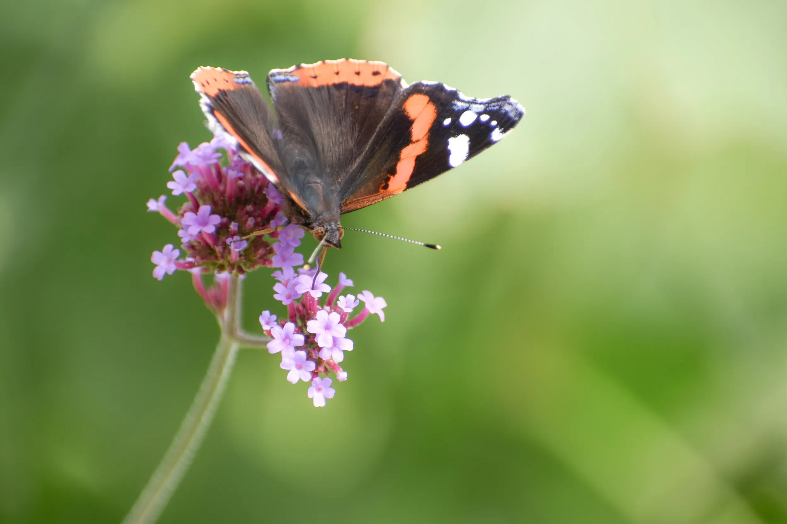 Butterfly perched on a stem topped with small purple flowers
