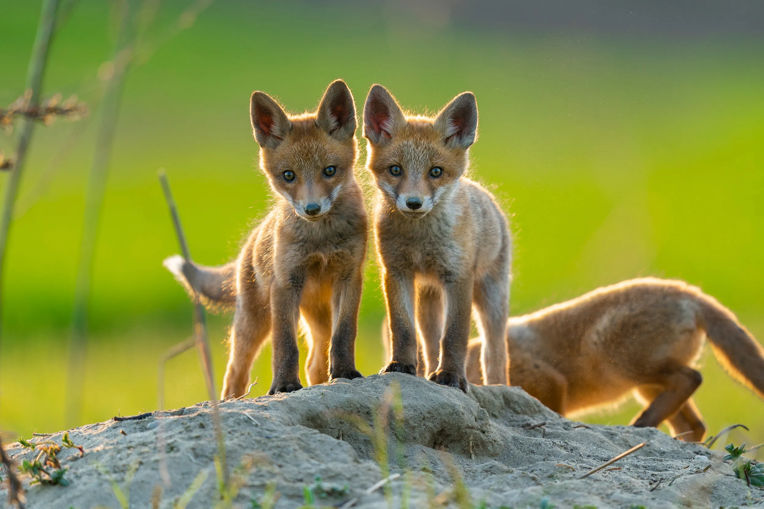 Three Red Fox cubs stood on a rock with a green grass background.