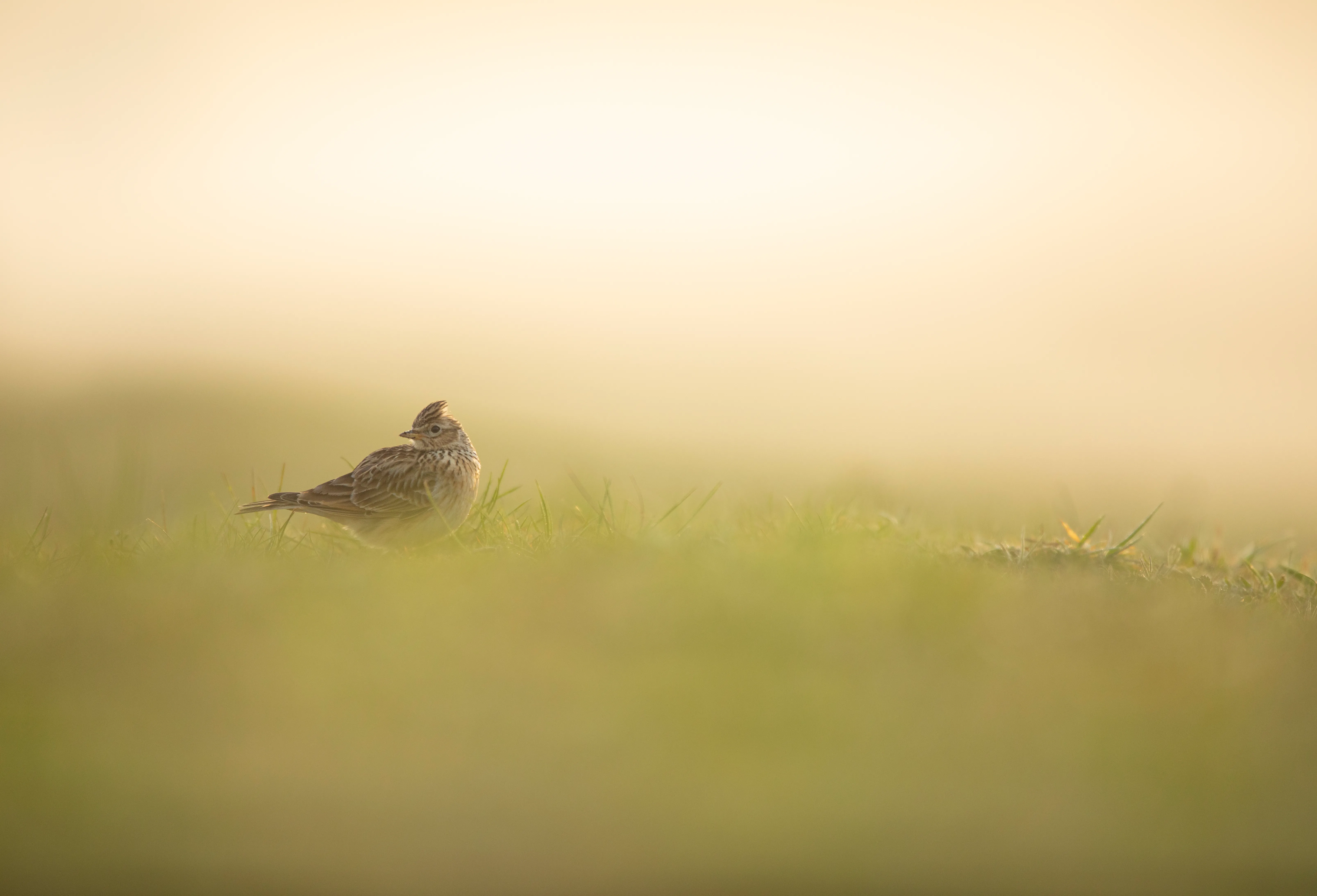 A lone Skylark stood on grassland amongst early morning mist.