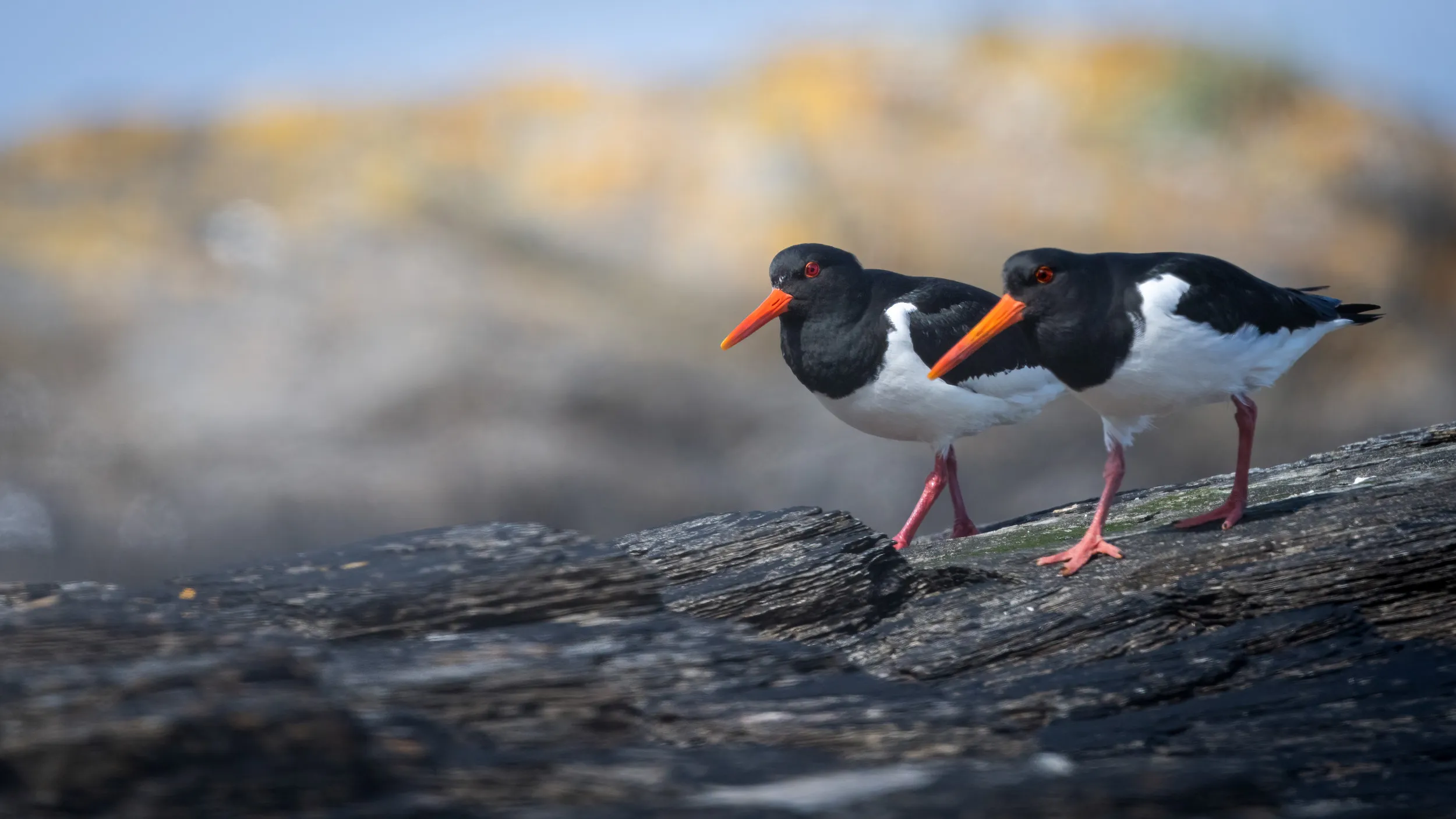 Two Oystercatchers walking down the incline of a large, ridged rock.