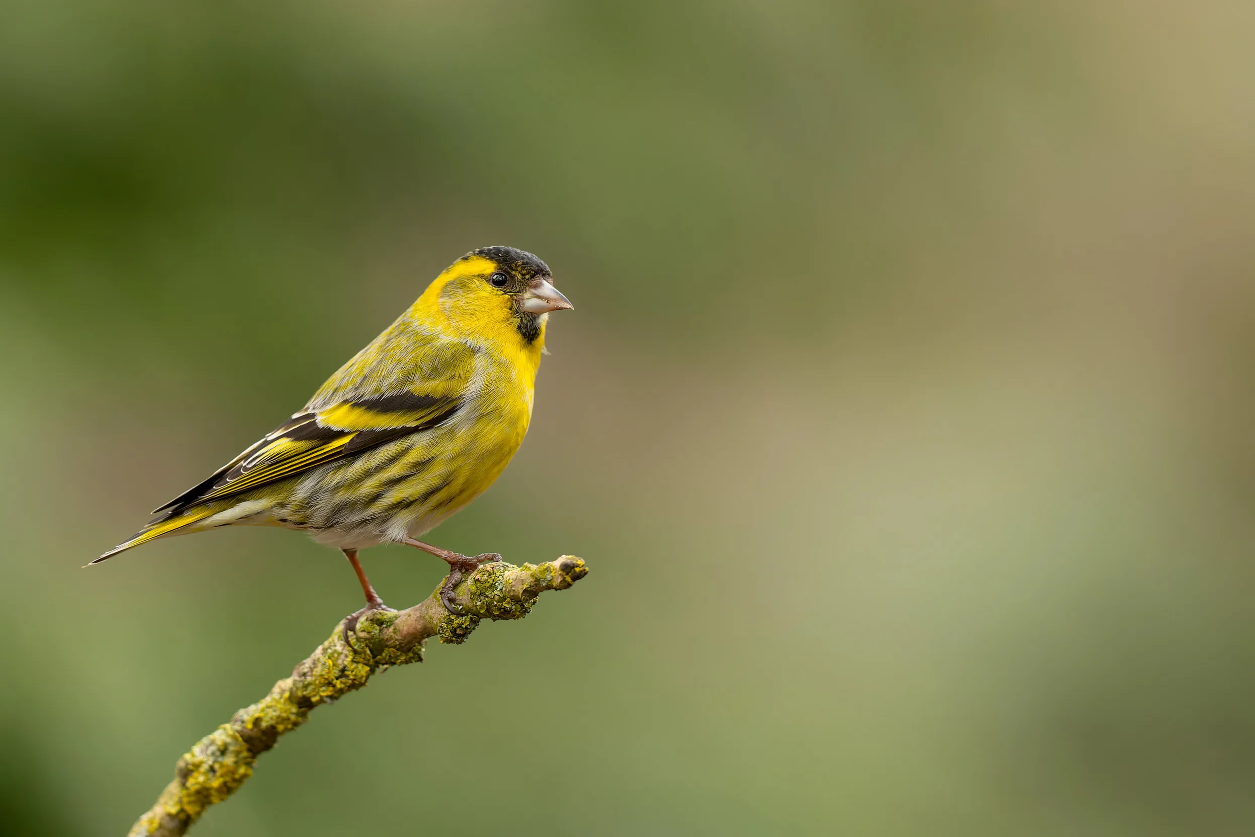 A male Siskin perched at the end of a branch.