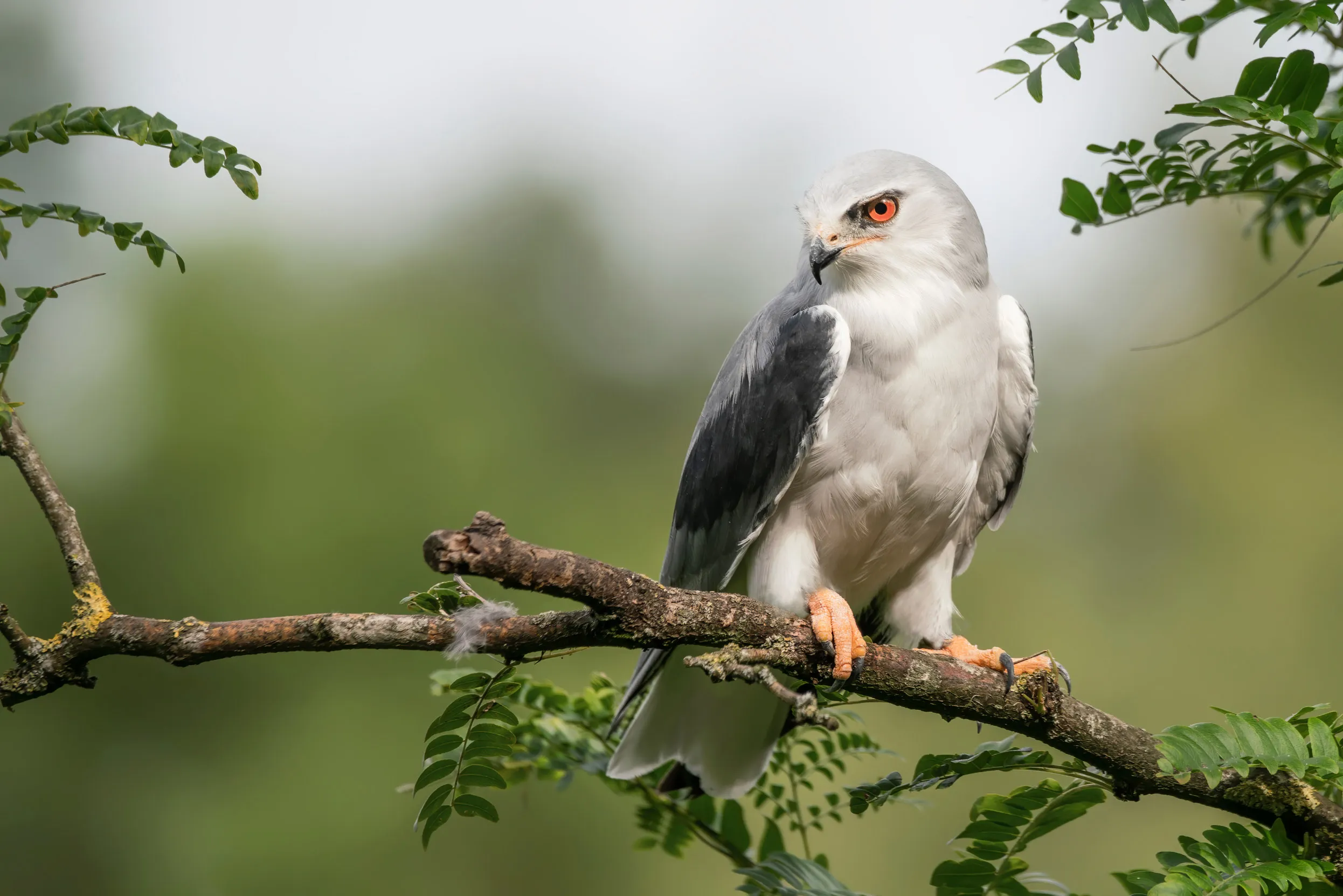 Black-winged Kite perched on a tree branch with green leaves.