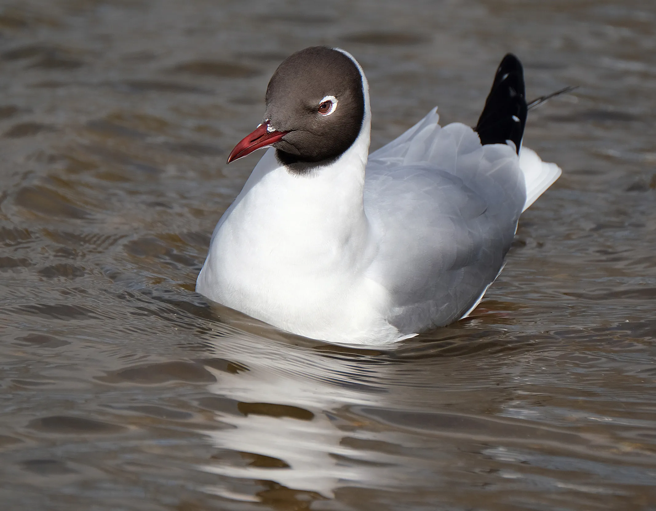 A lone Black-headed Gull sat on a body of water.