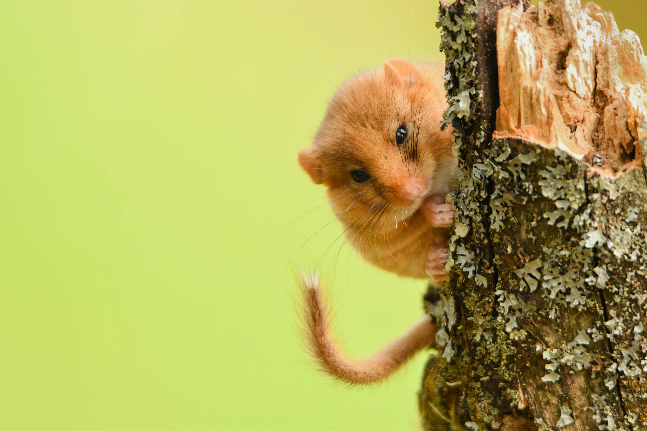 Dormouse peeking out from behind a lichen covered tree stump.