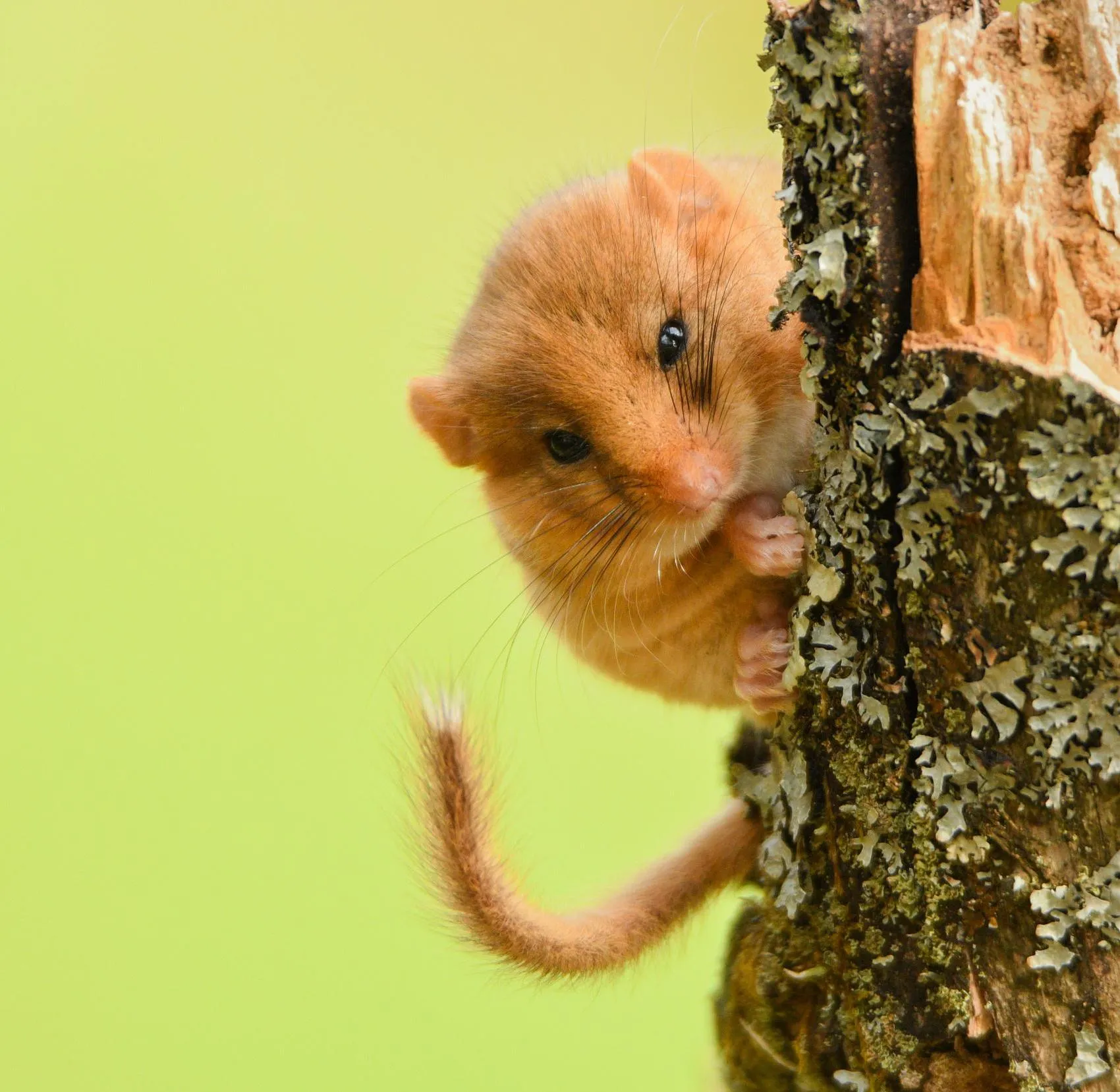 Hazel Dormouse peeking out from behind a lichen covered tree stump.