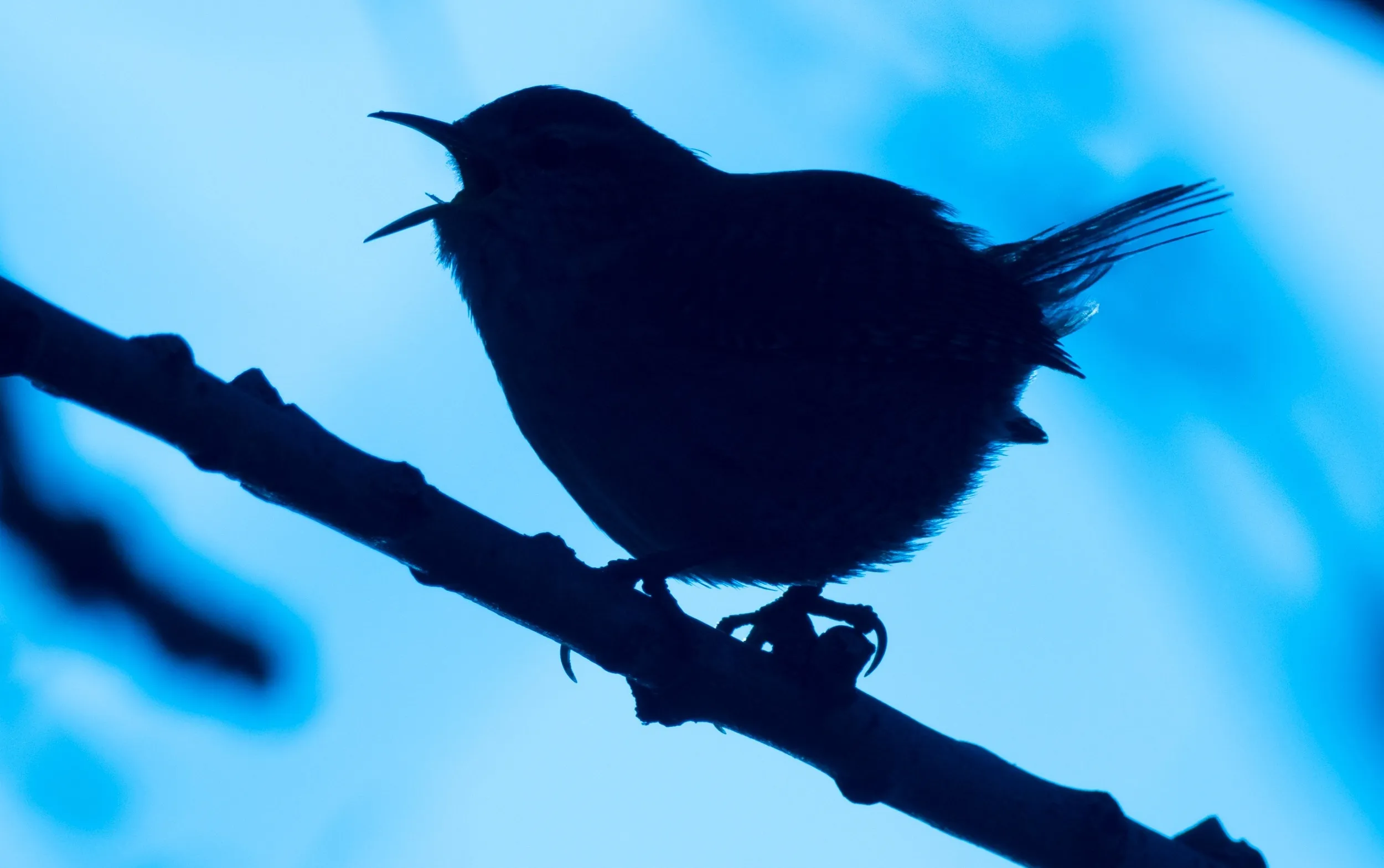 A Wren in silhouette, singing at dawn. 