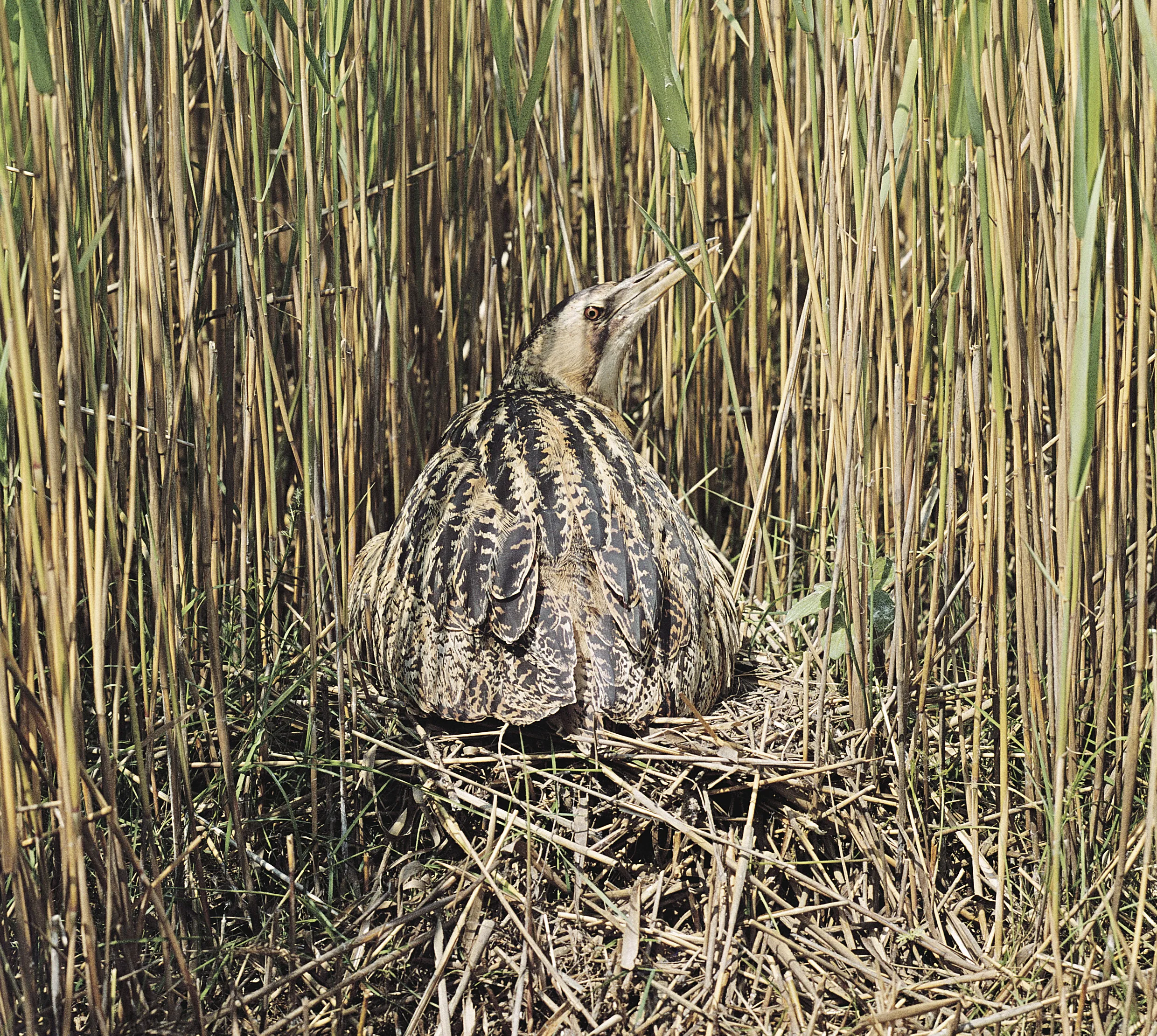 A Bittern on its nest, hidden amongst reeds. 