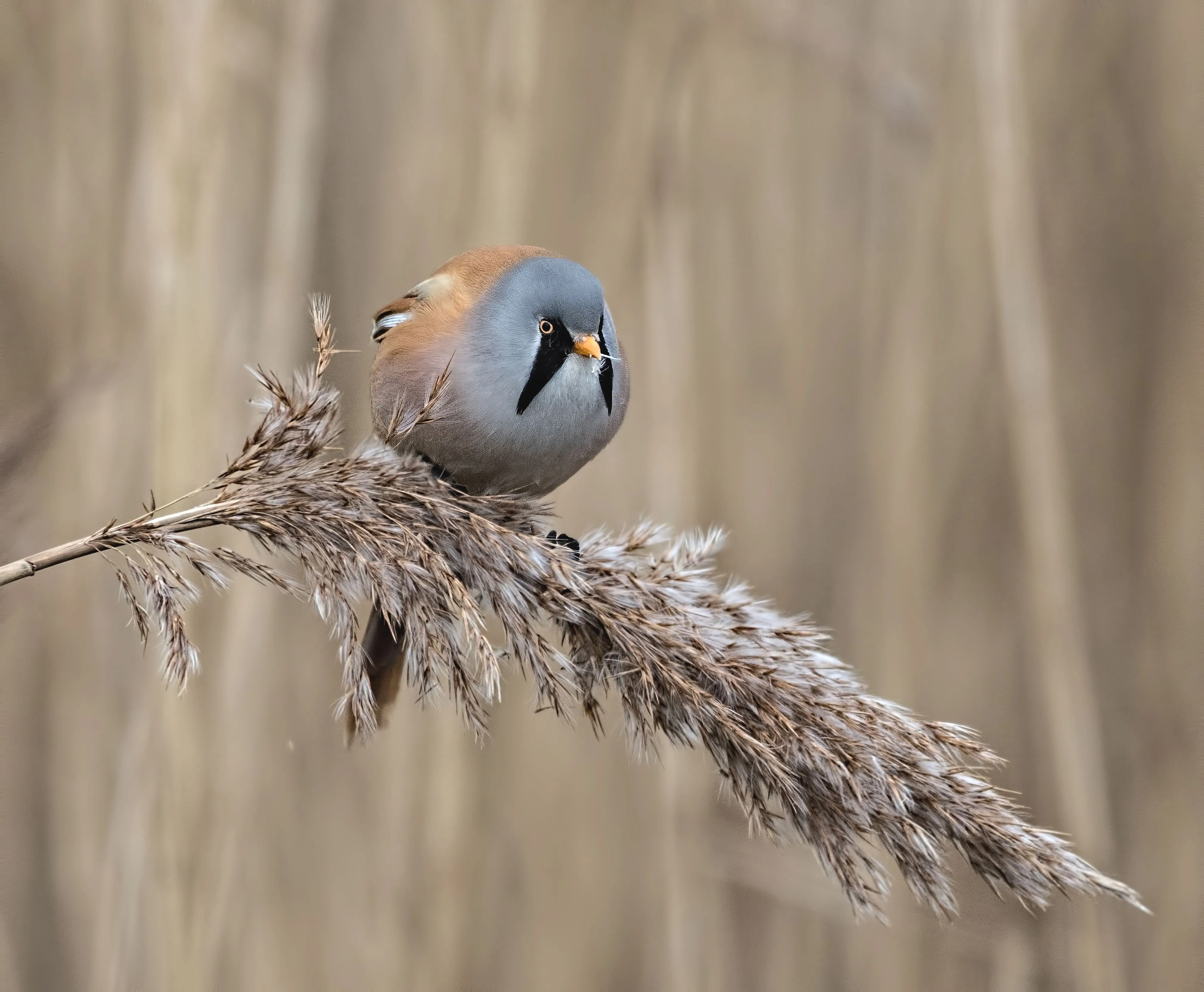 Autumn is the best time to see them at Langford Lowfields.