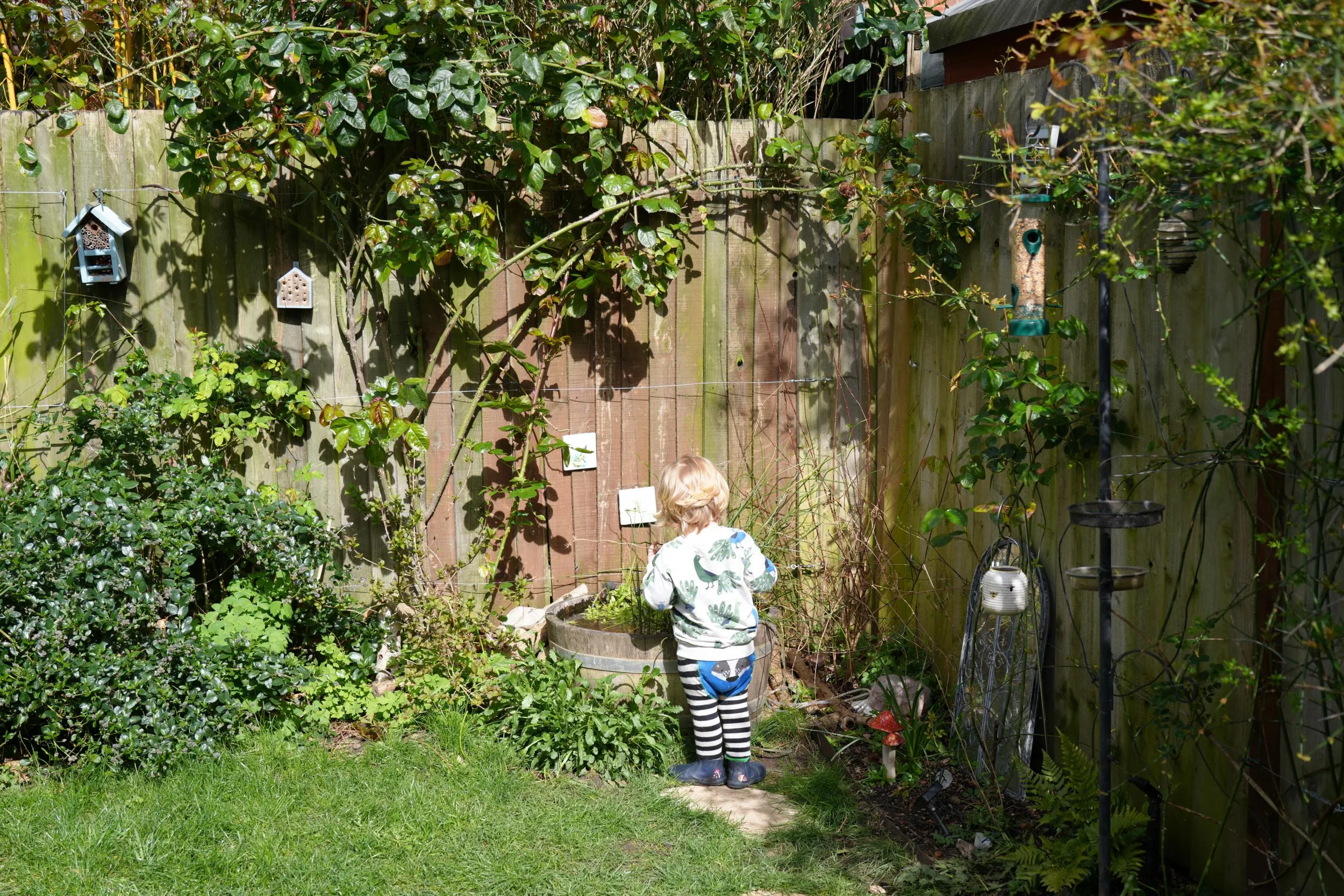 A small child investigating a container wildlife pond in the corner of a garden
