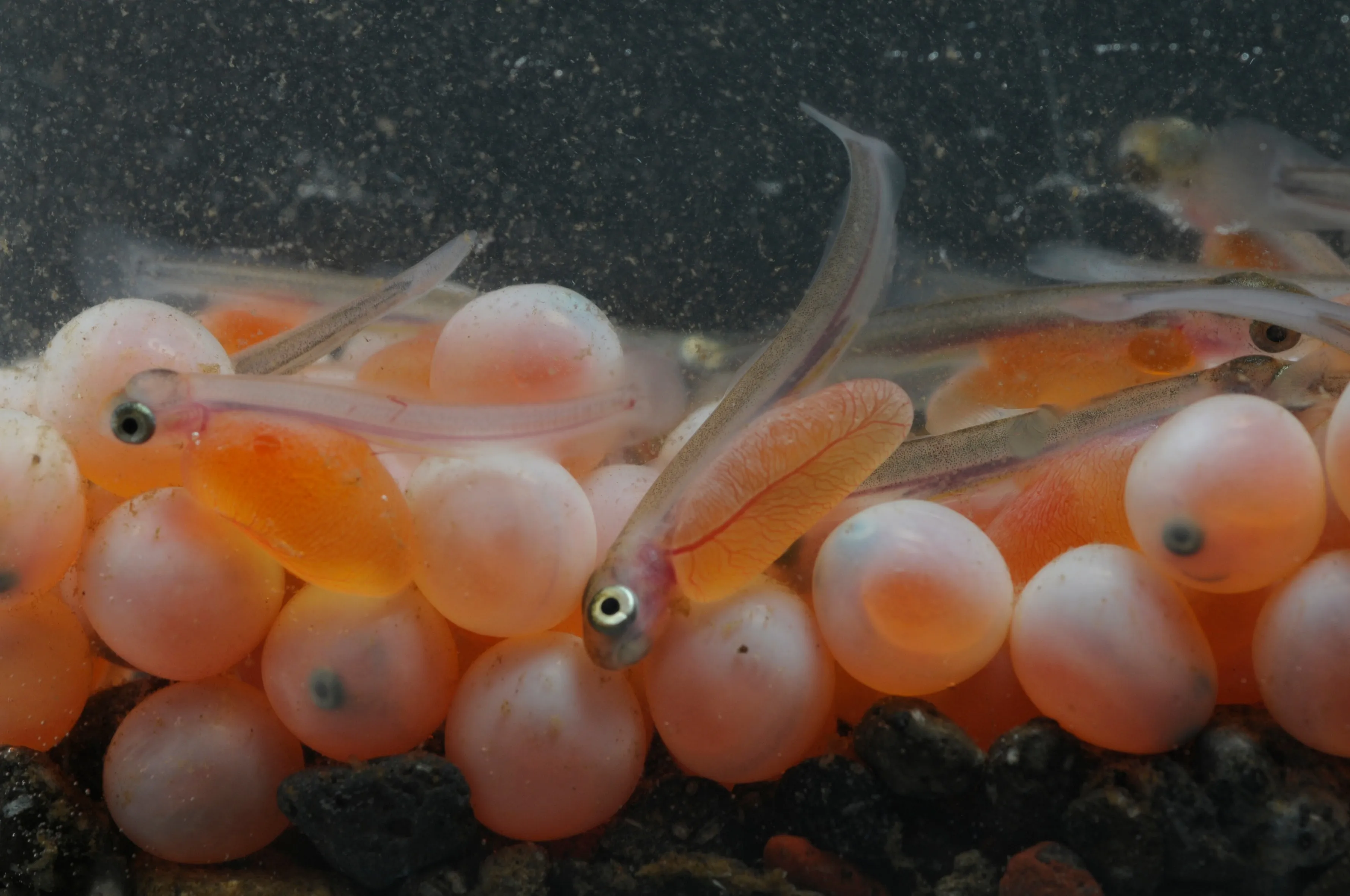 A group of Salmon eggs and babies in water.