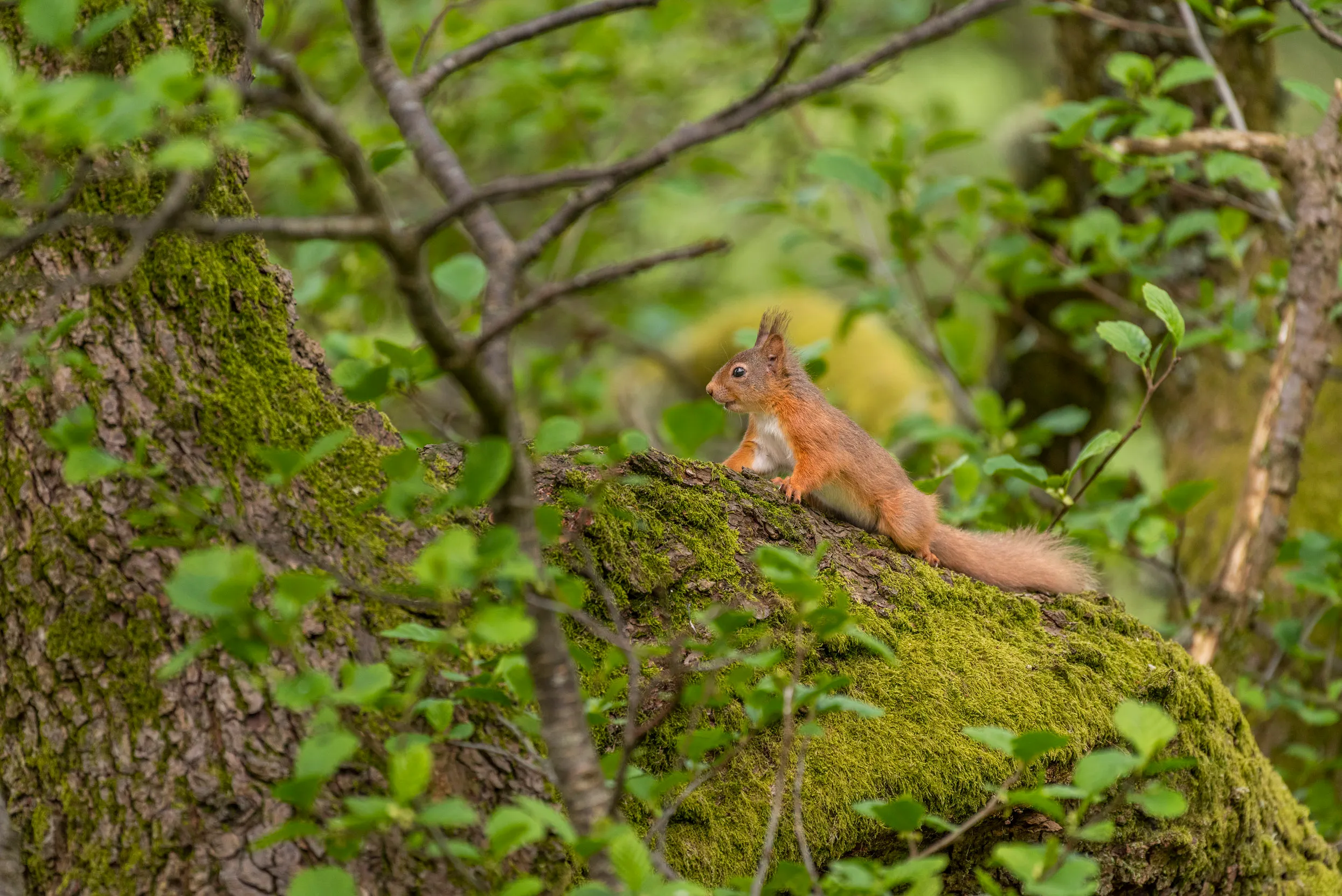 Lone Red Squirrel scampering up a large mossy tree trunk