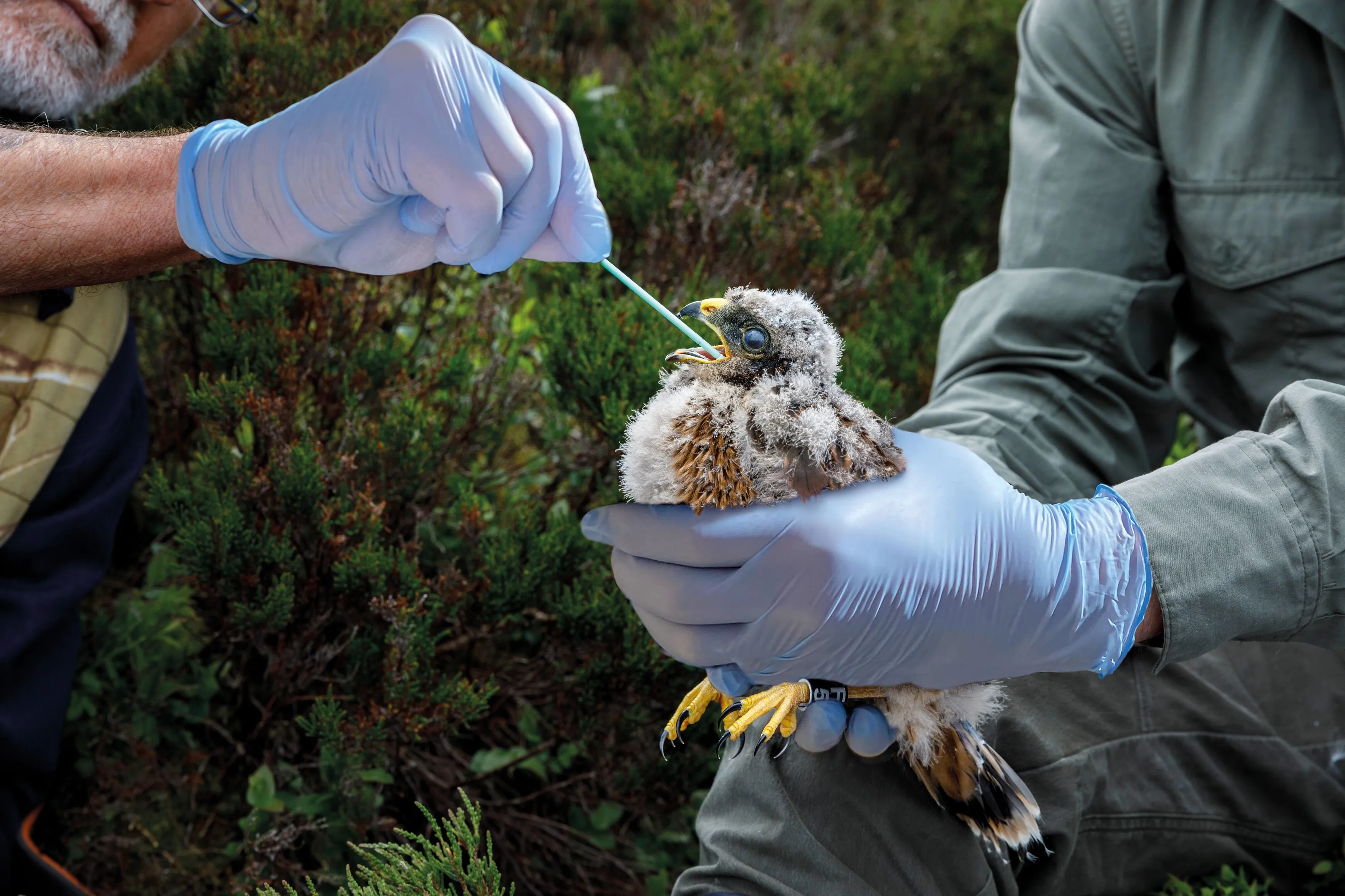 Hands with blue protective gloves covering them, one pair holding a Hen Harrier chick and one holding a cotton swab in the chick's mouth