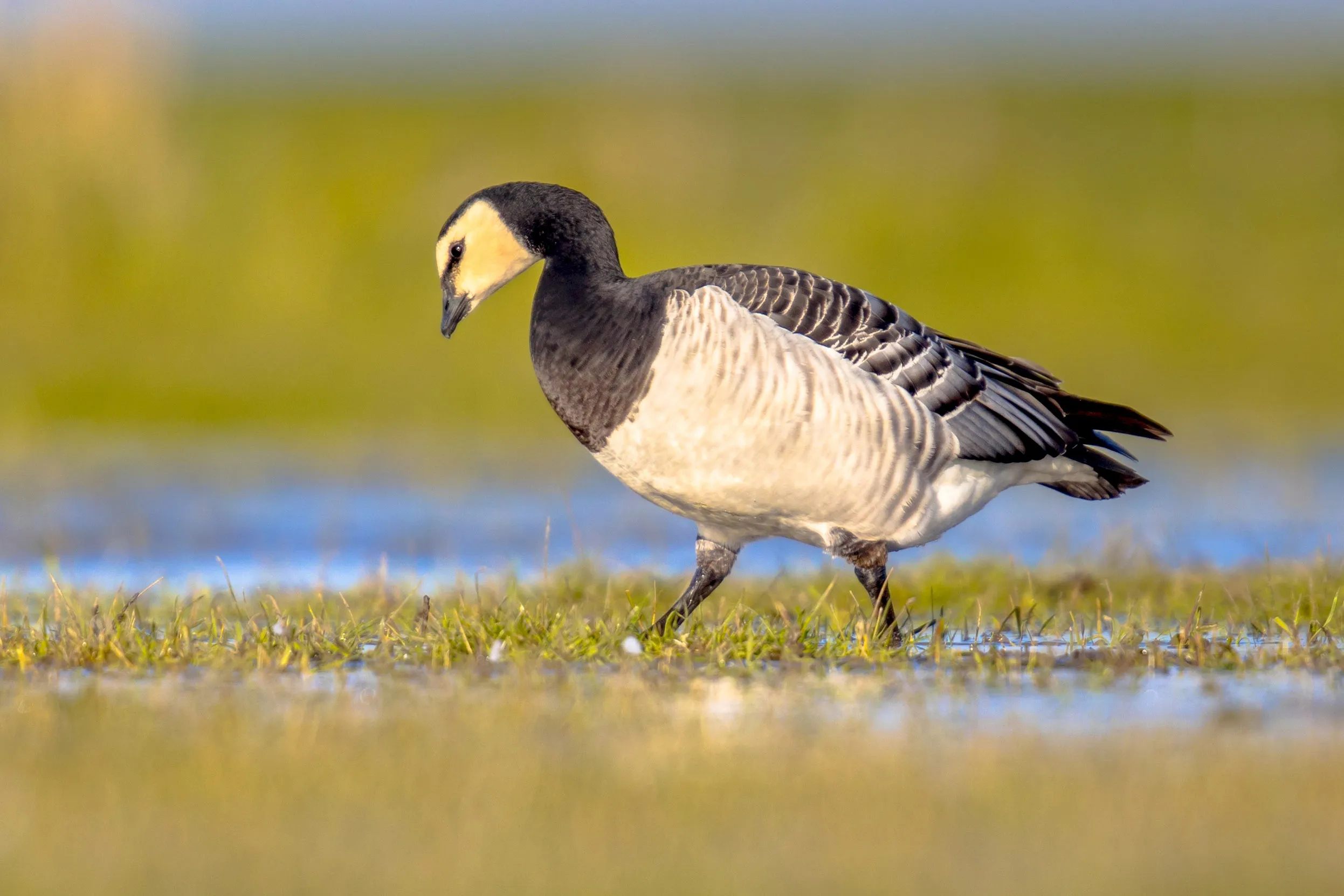 A lone Barnacle Goose walking in shallow waters.