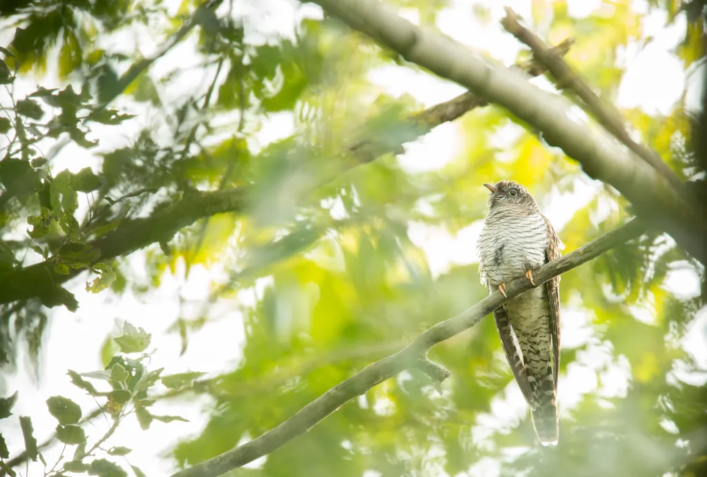 A Cuckoo is perched on a branch amongst green leaves of a tree.