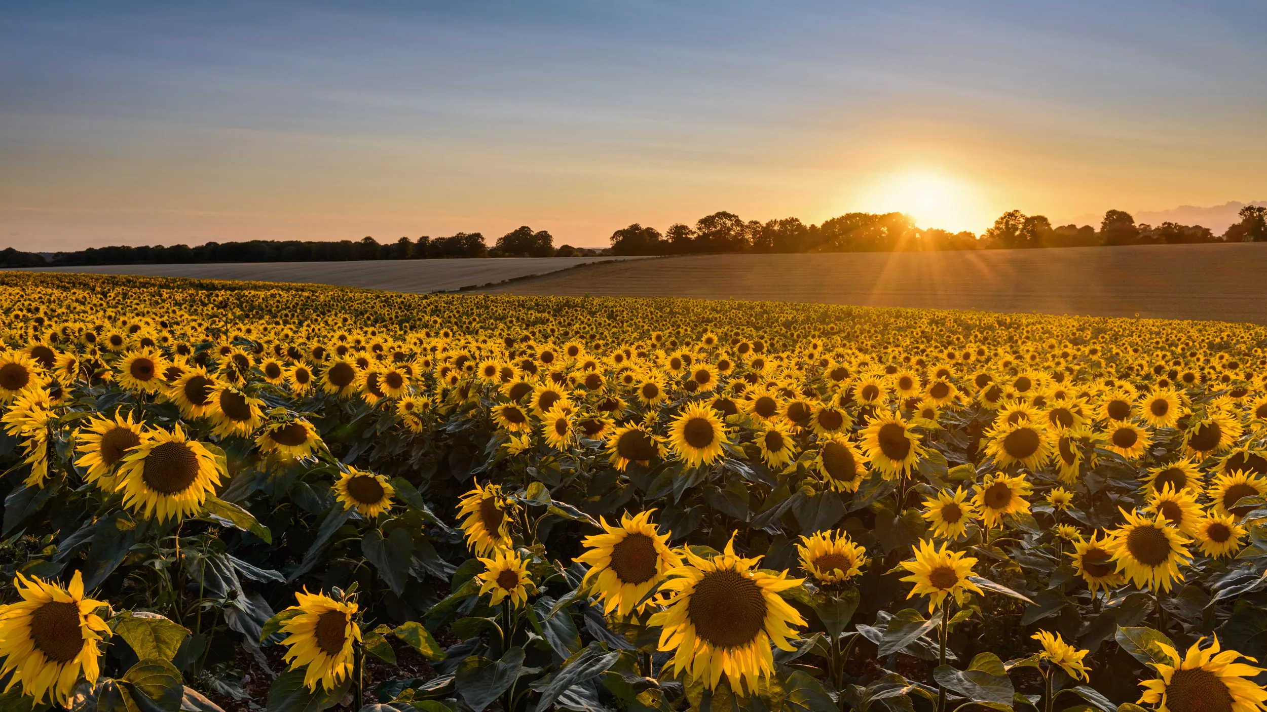 A field full of sunflowers as the sun rises over the treeline. 