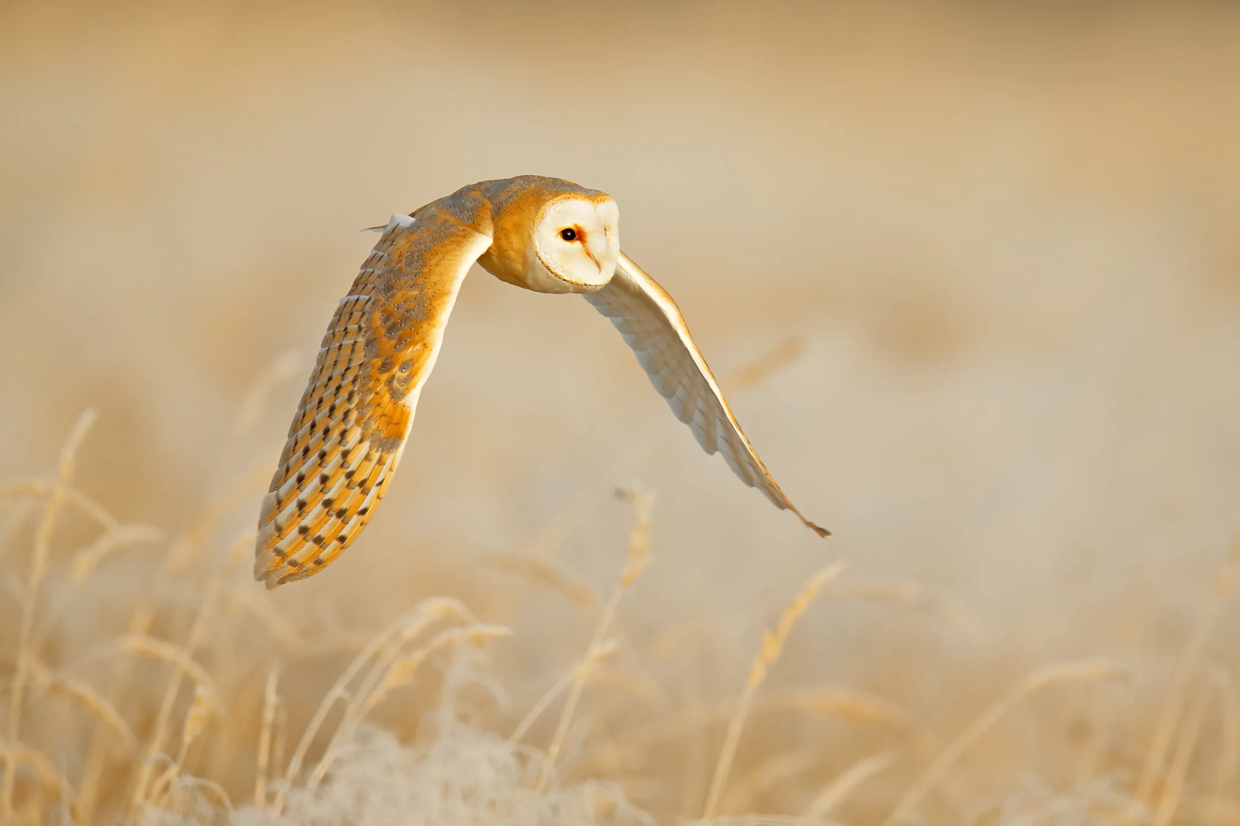 Barn Owl in flight above the rime white grass in the morning.