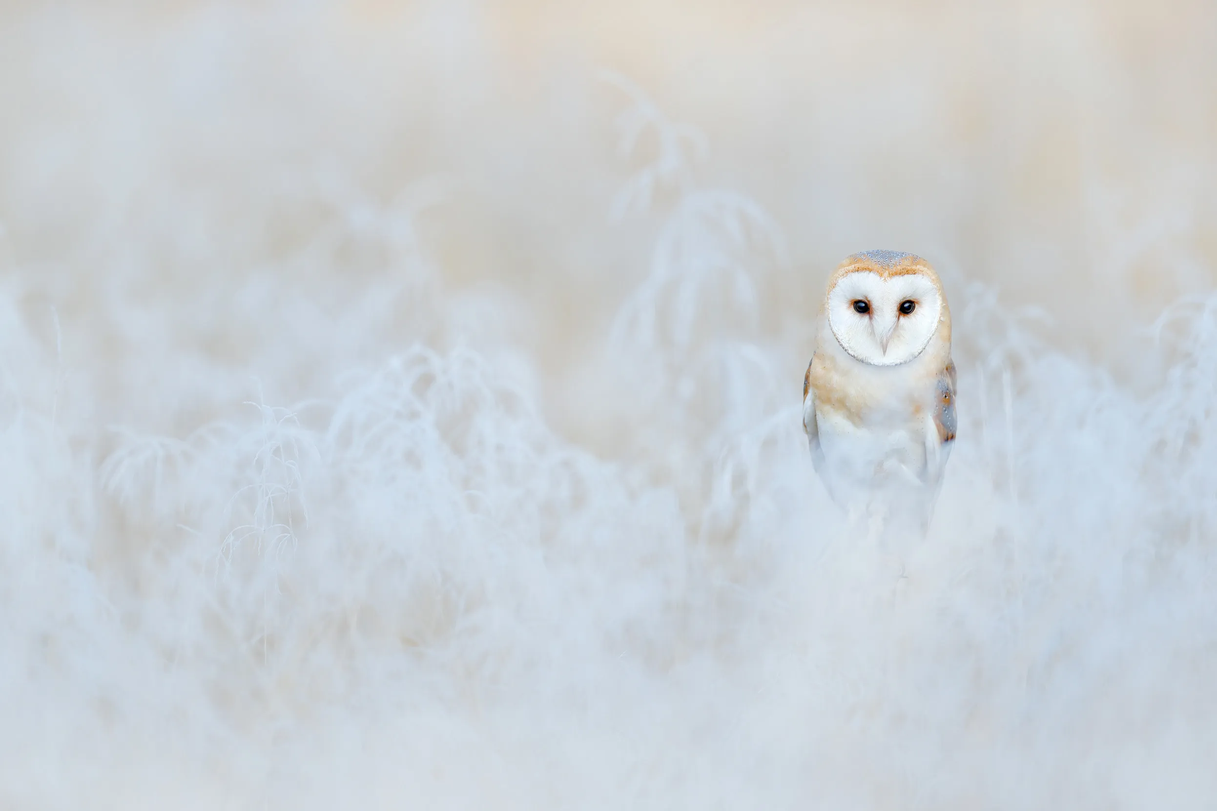 Barn Owl sitting on frosted white grass on a winters morning.