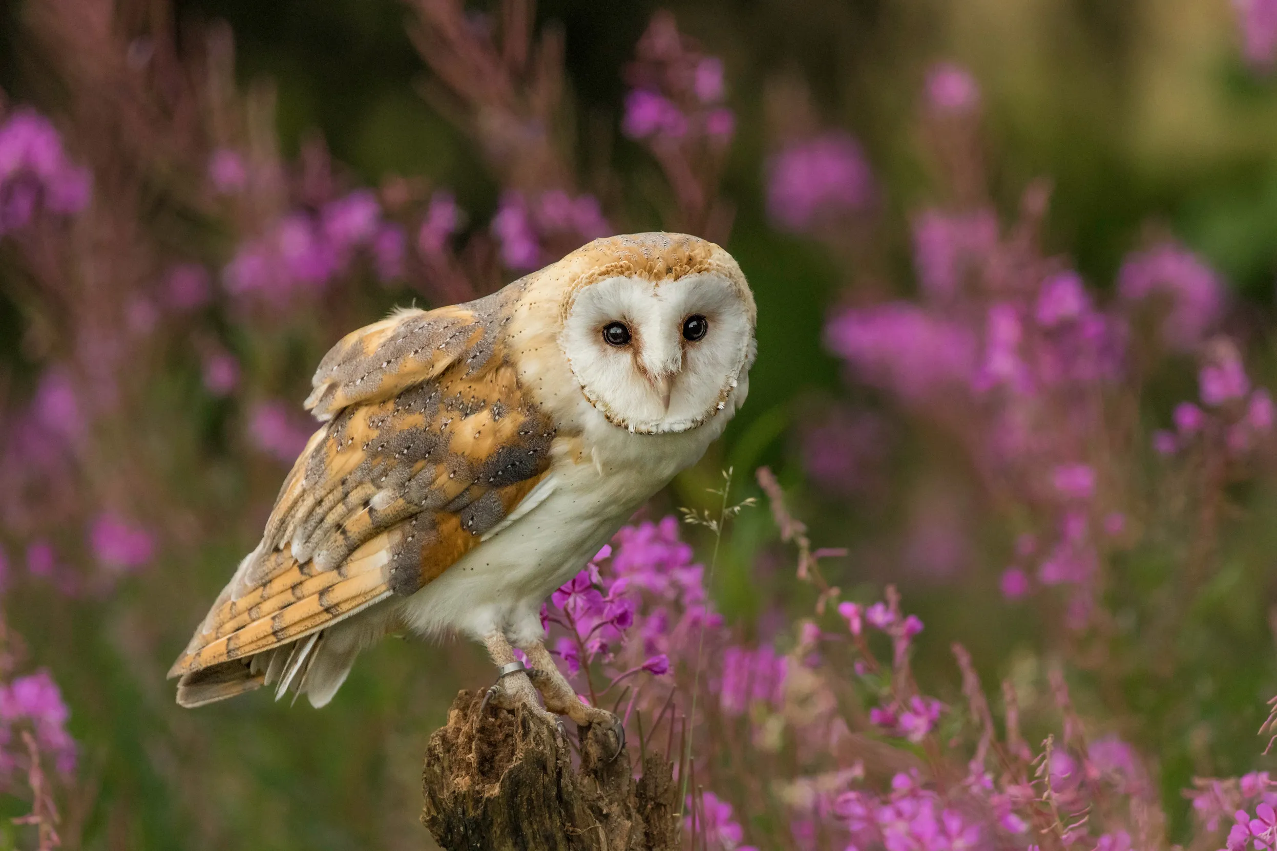 A barn owl perched on an old fence post in amongst pink flowers.