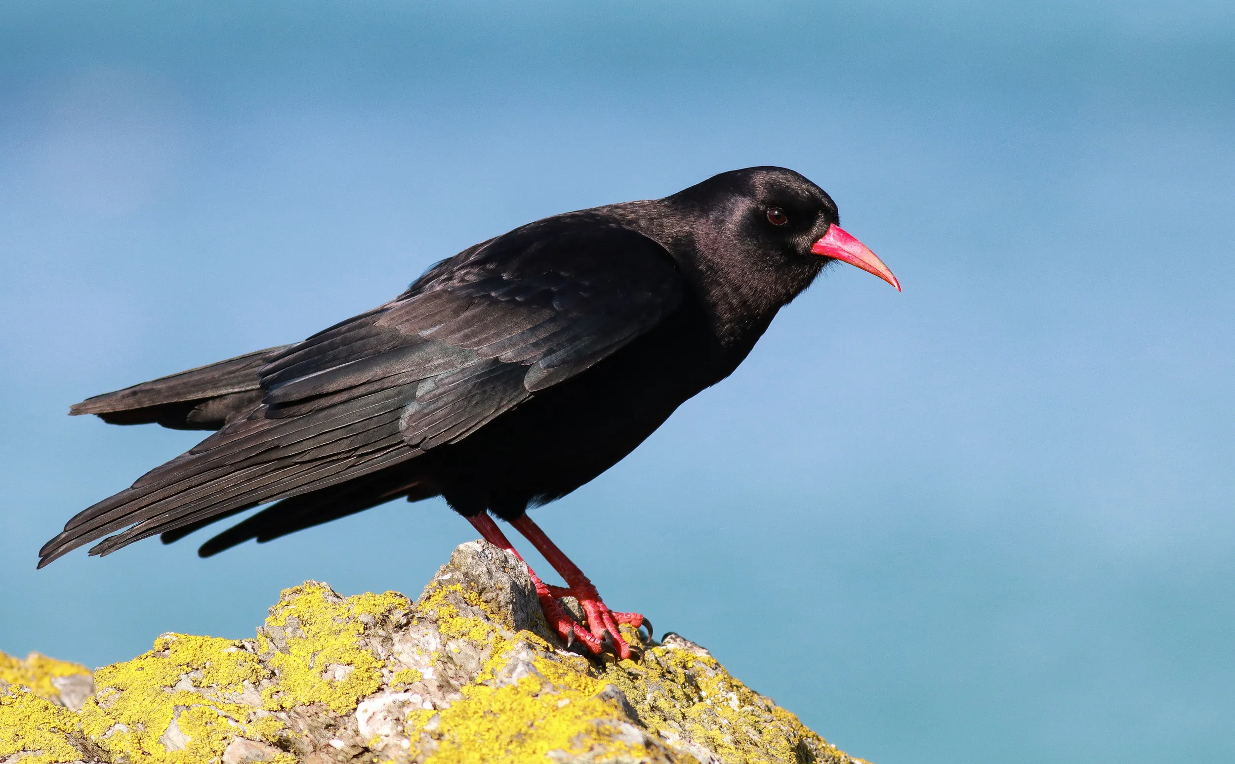 A lone Chough perched on the edge of a yellow moss covered rock overlooking the sea.